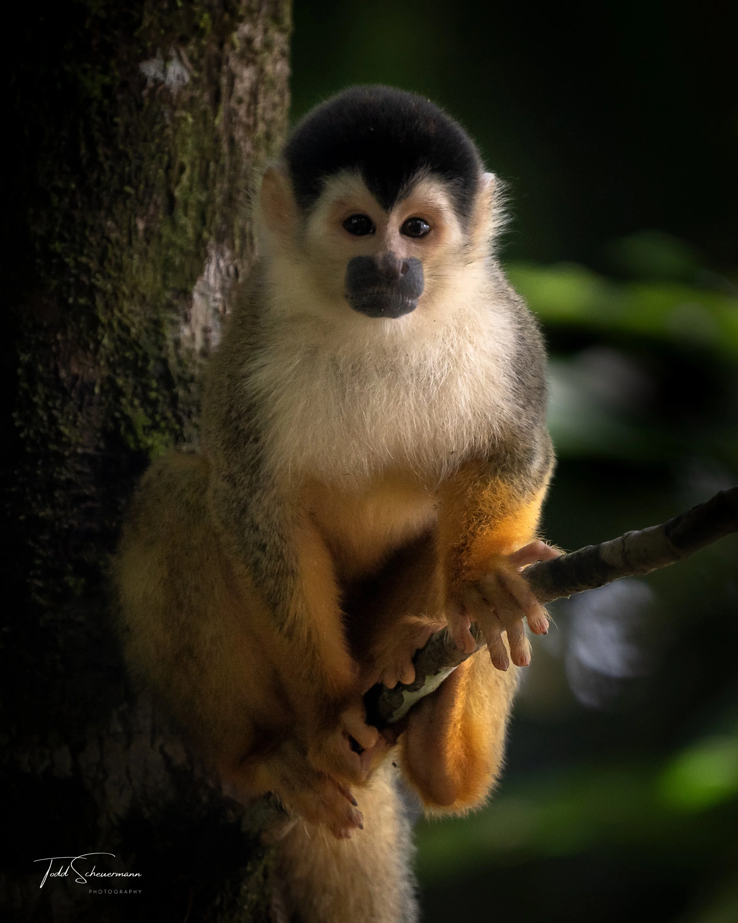 Squirrel Monkey, Costa Rica