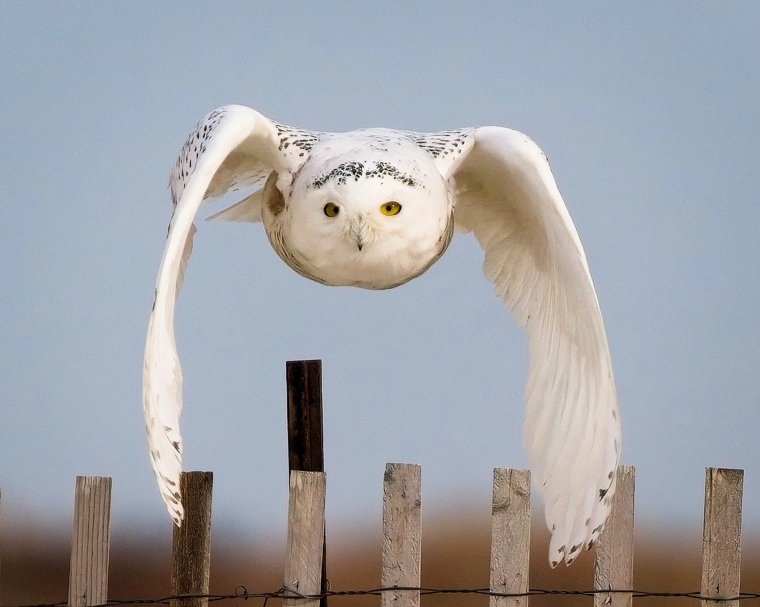 Snowy Owl, Nickerson Beach Long Island New York USA
