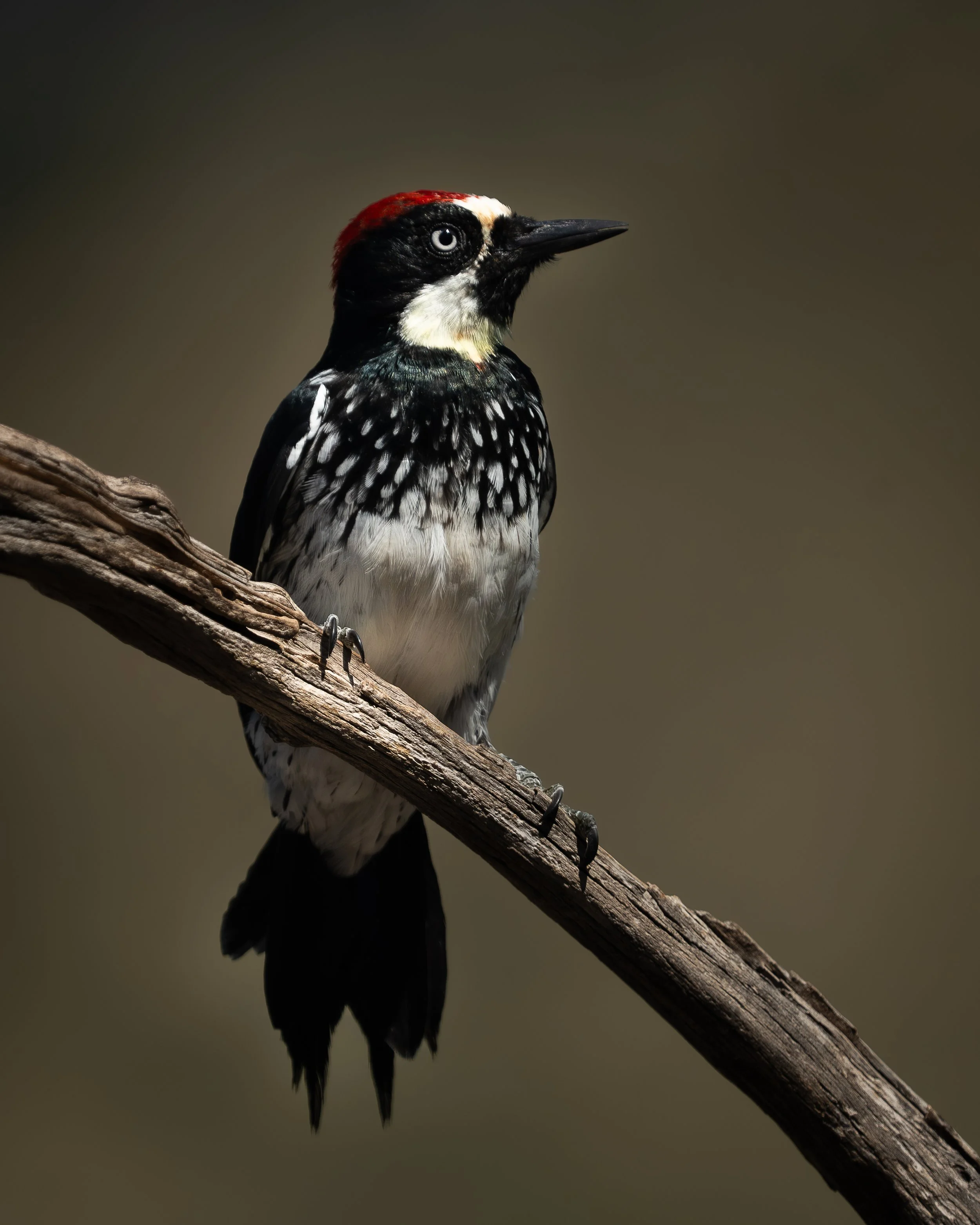 Acorn Woodpecker, Costa Rica