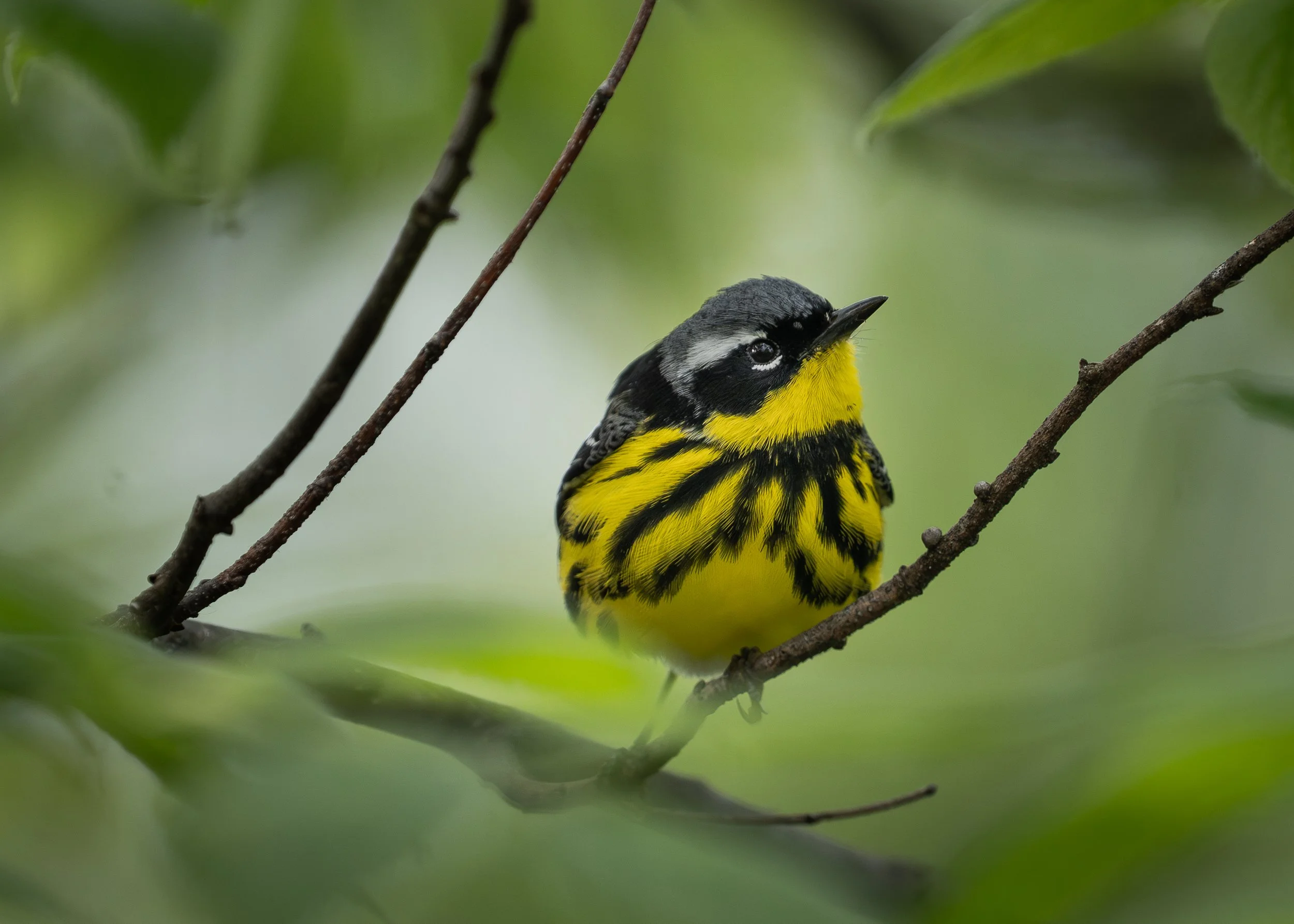 Magnolia Warbler, Magee Marsh Ohio USA
