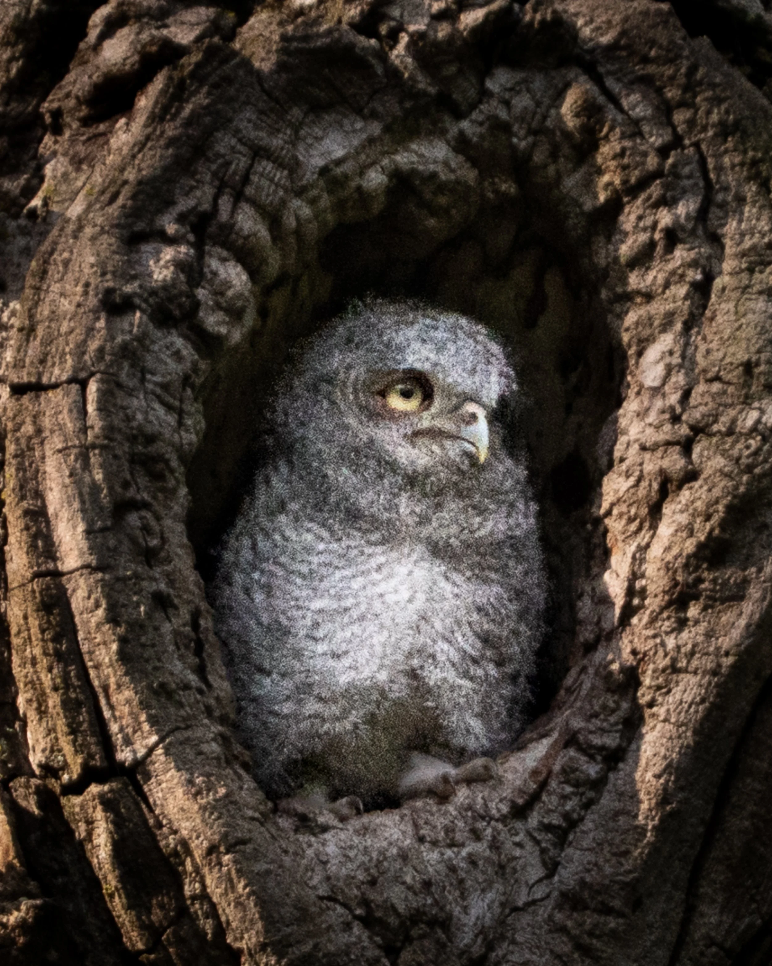 Eastern Screech Owl, Albany County NY USA
