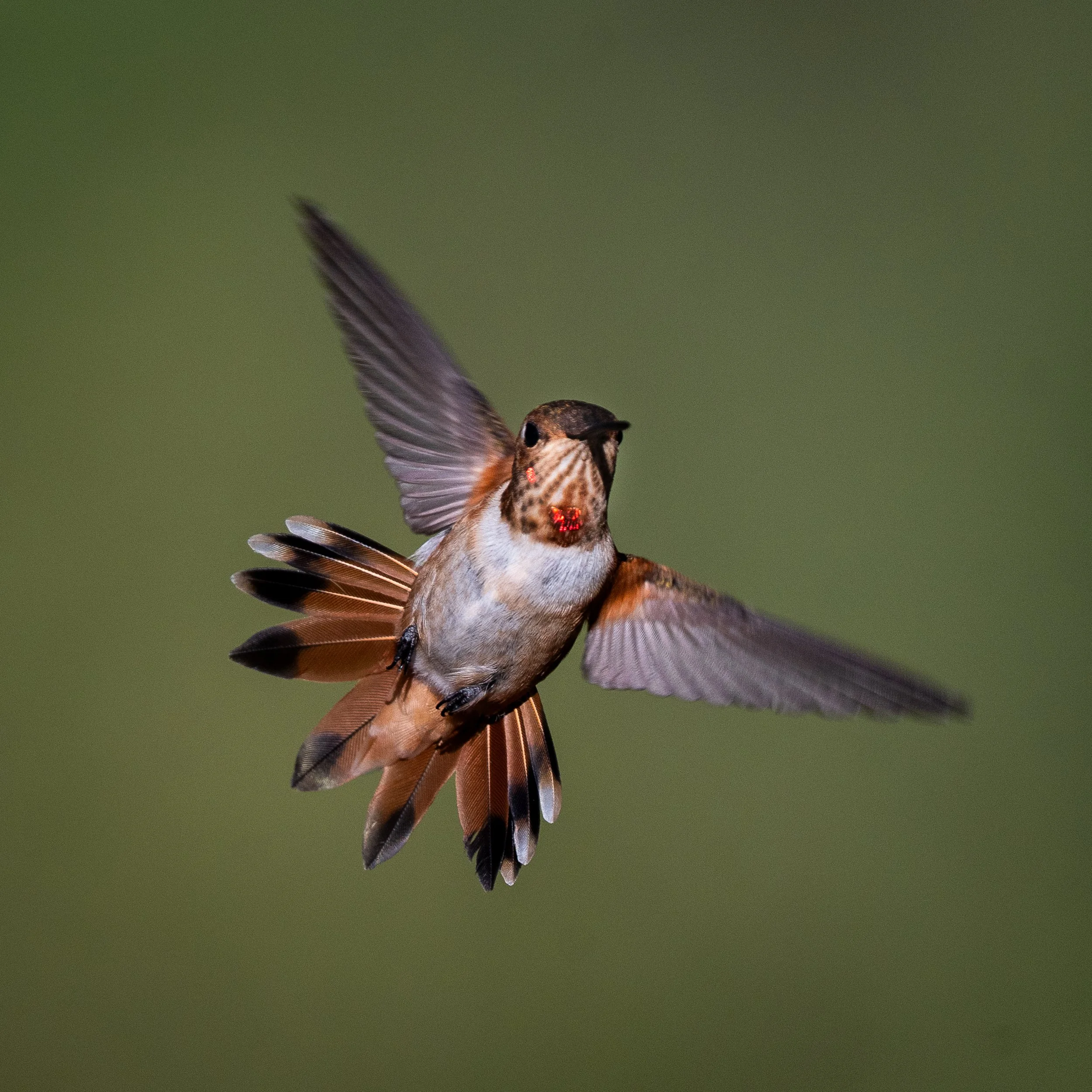 Rufous Hummingbird, Costa Rica