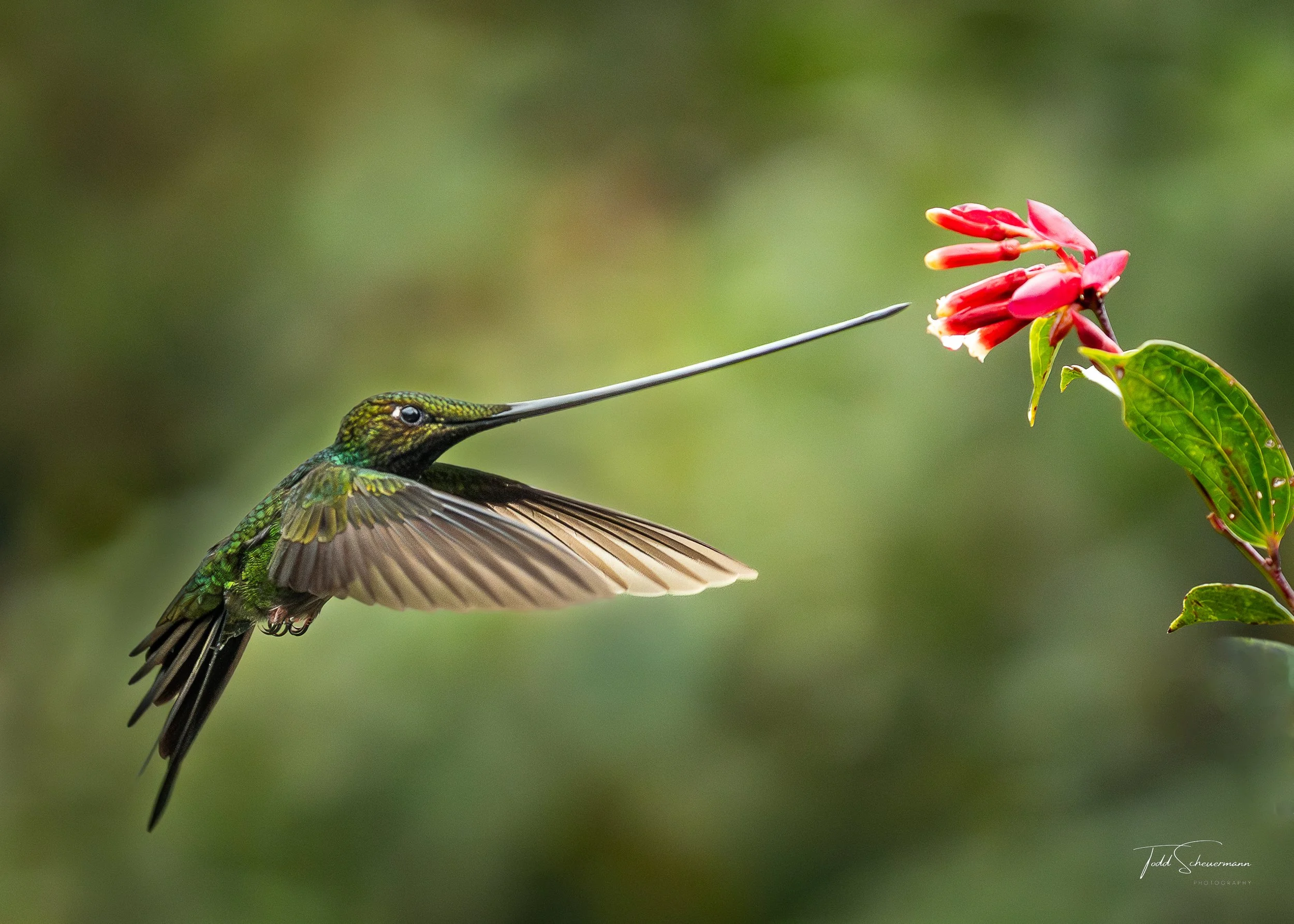 Sword-billed Hummingbird, Ecuador