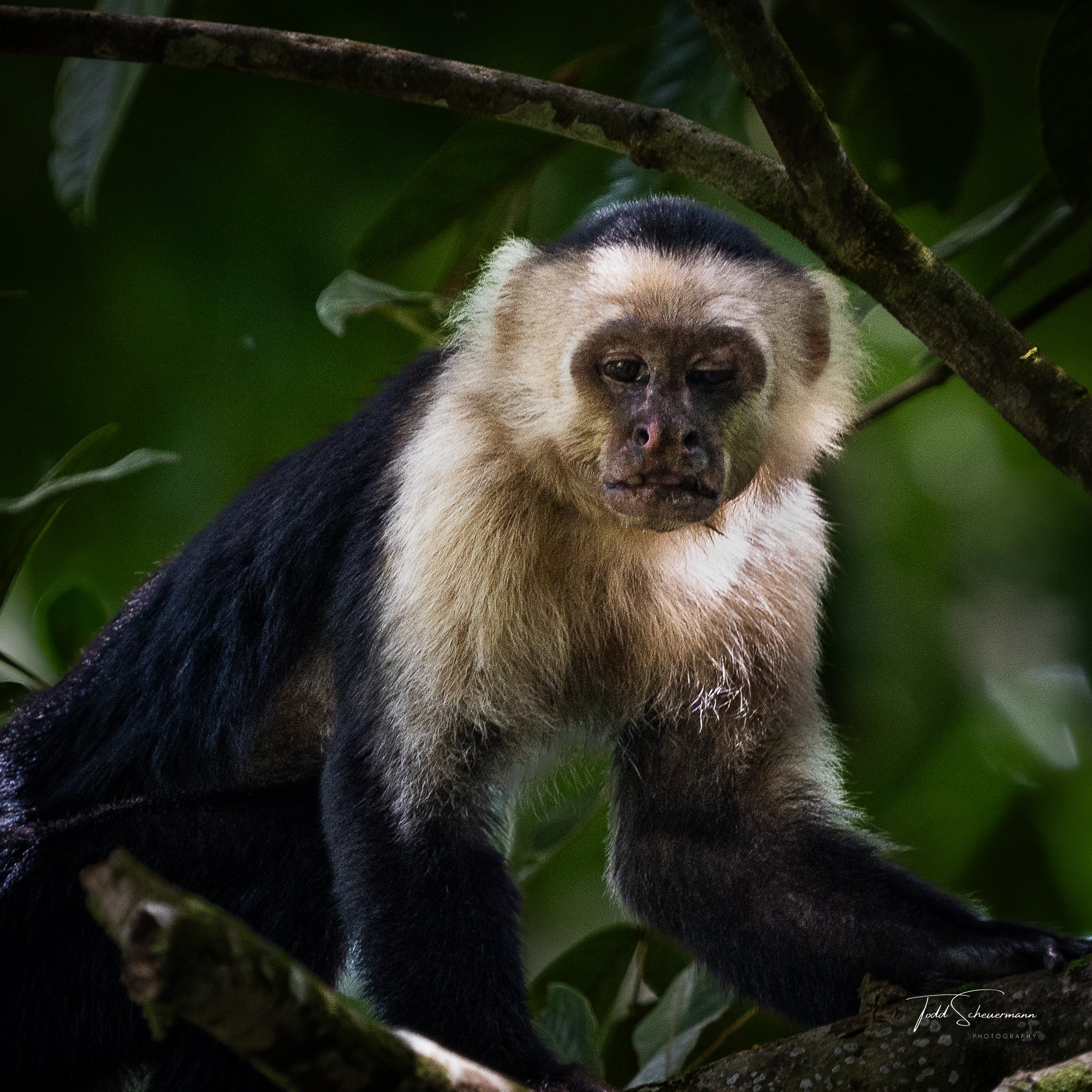White-faced Capuchin Monkey, Costa Rica