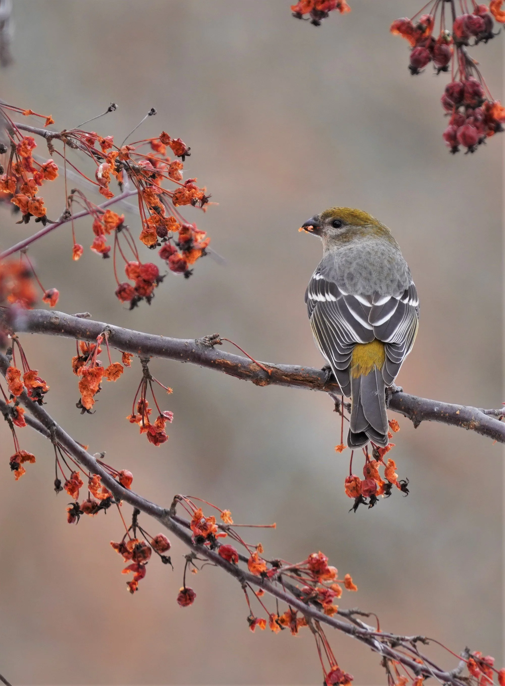 Winter Berries and Pine Grosbeak, New York State USA