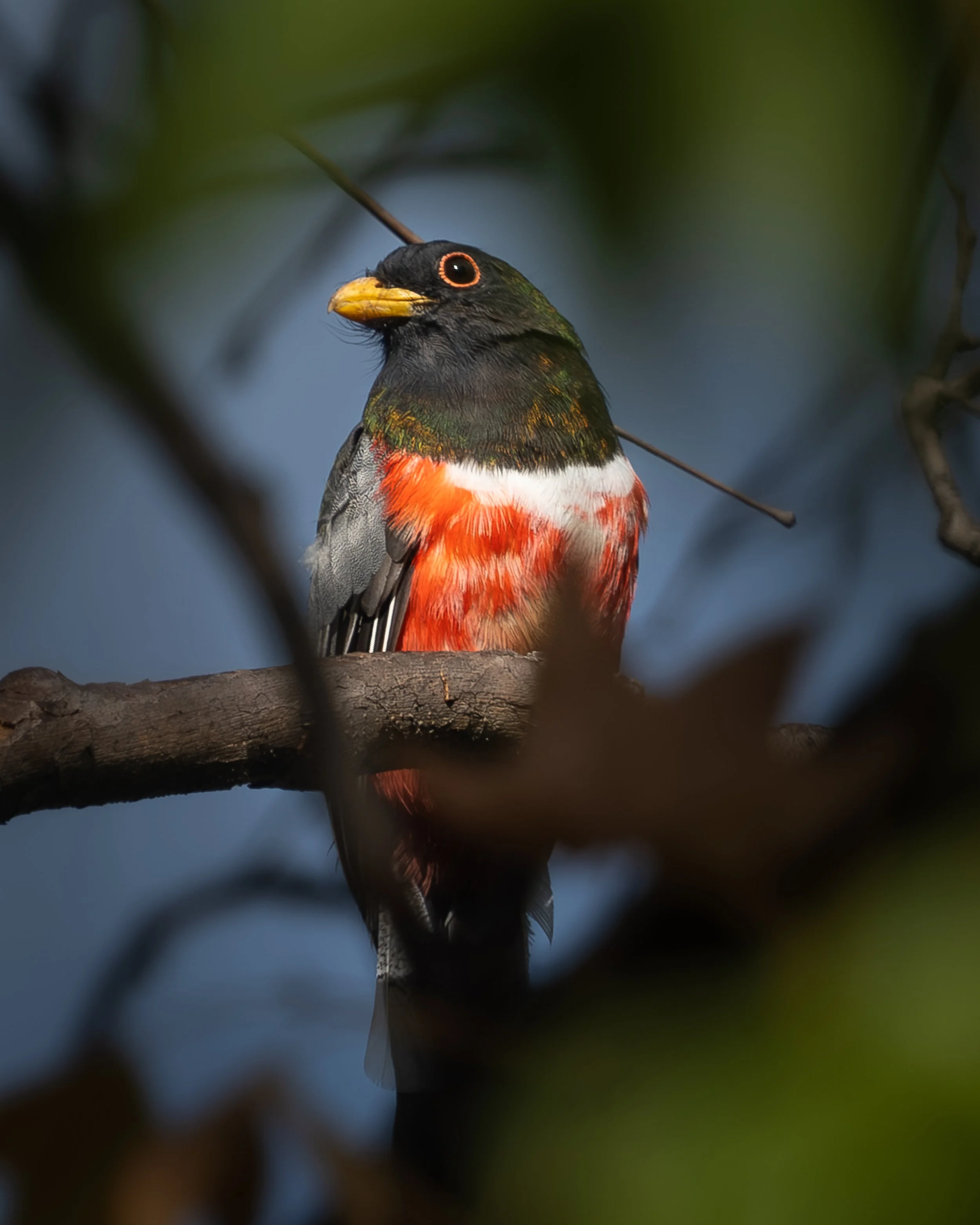 Coppery-tailed Trogon, Sky Islands Arizona USA