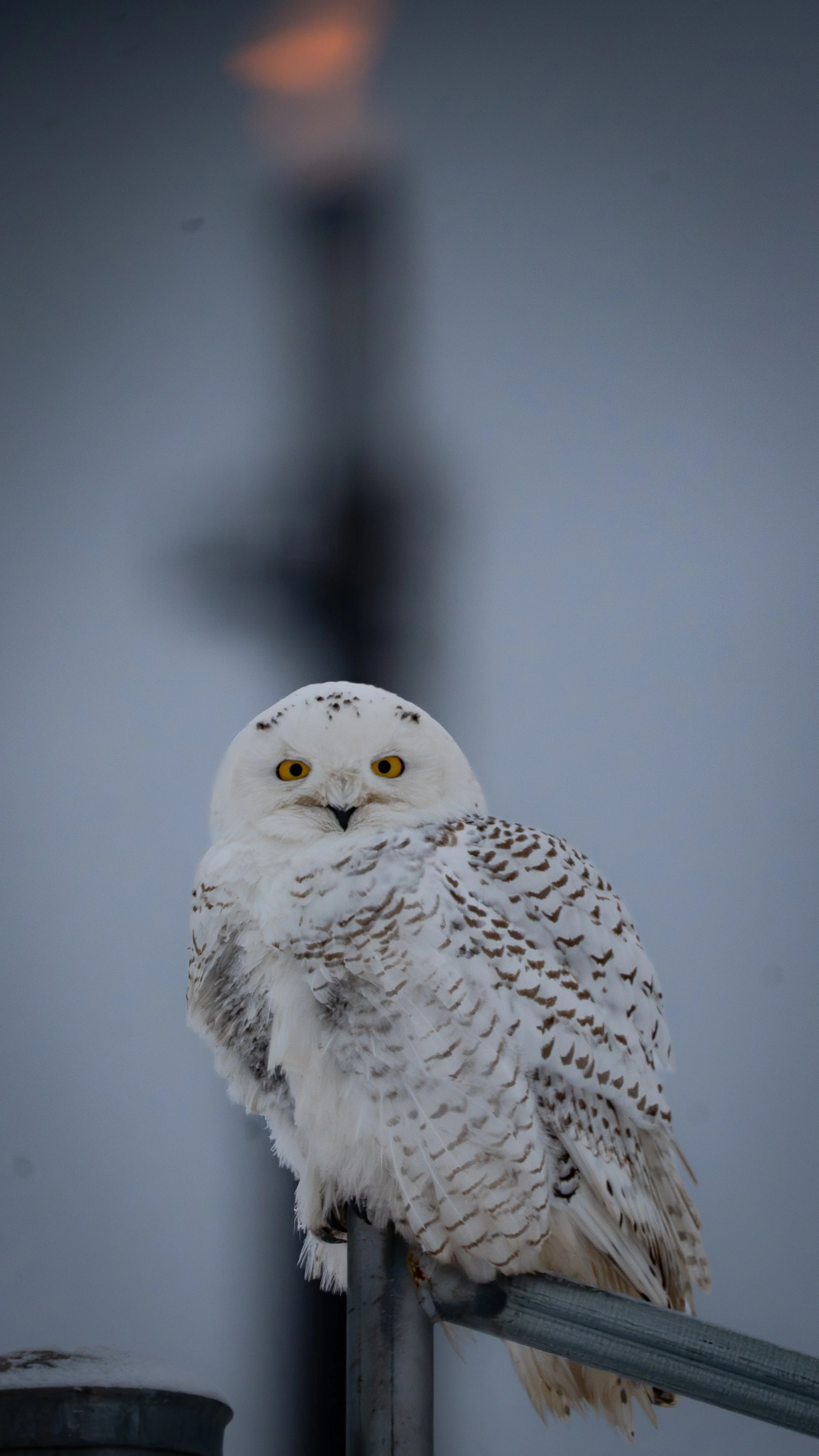 Snowy Owl at Oil Refinery, Superior Wisconsin USA
