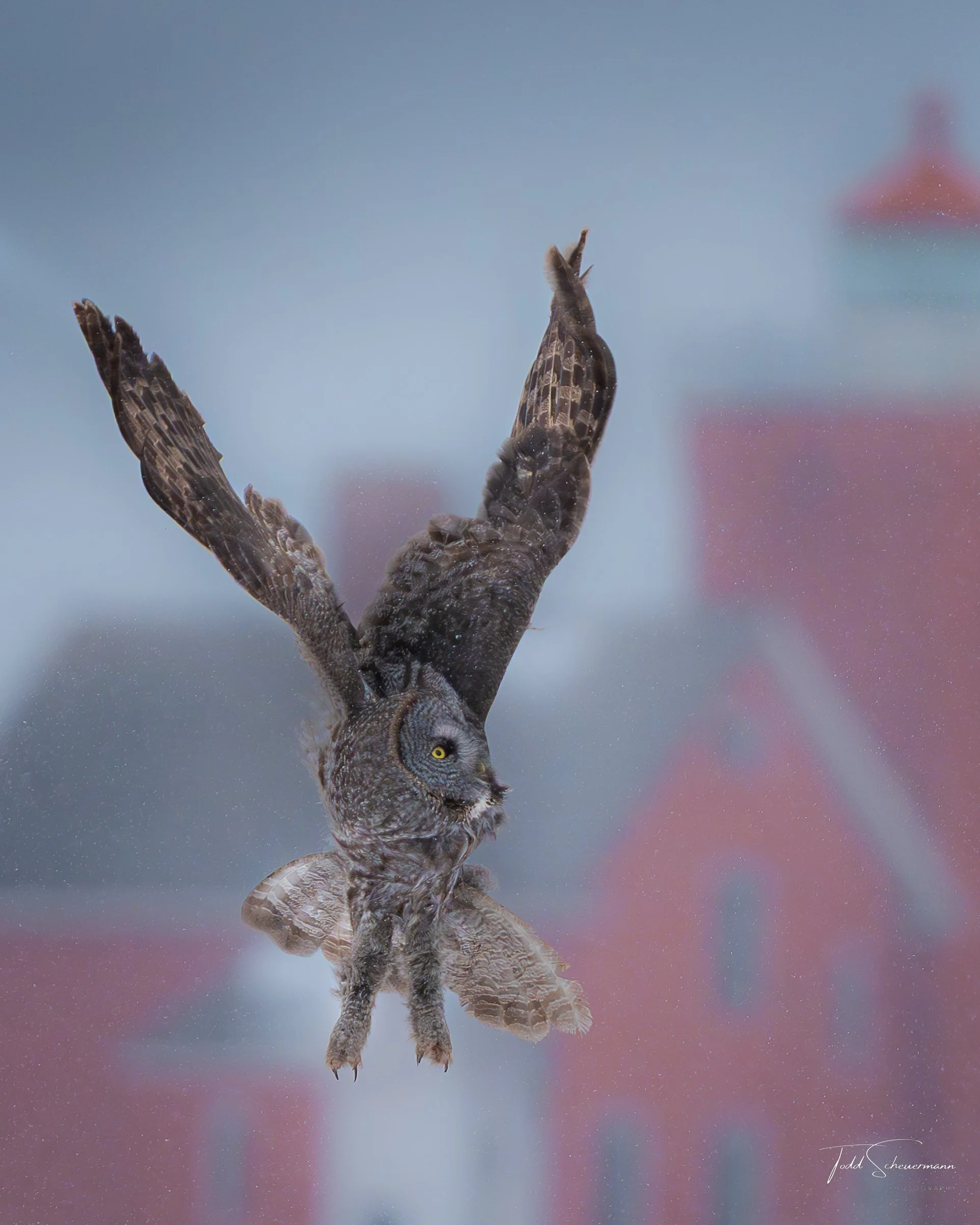 Great Gray Owl at Two Harbors Minnesota Lighthouse, USA