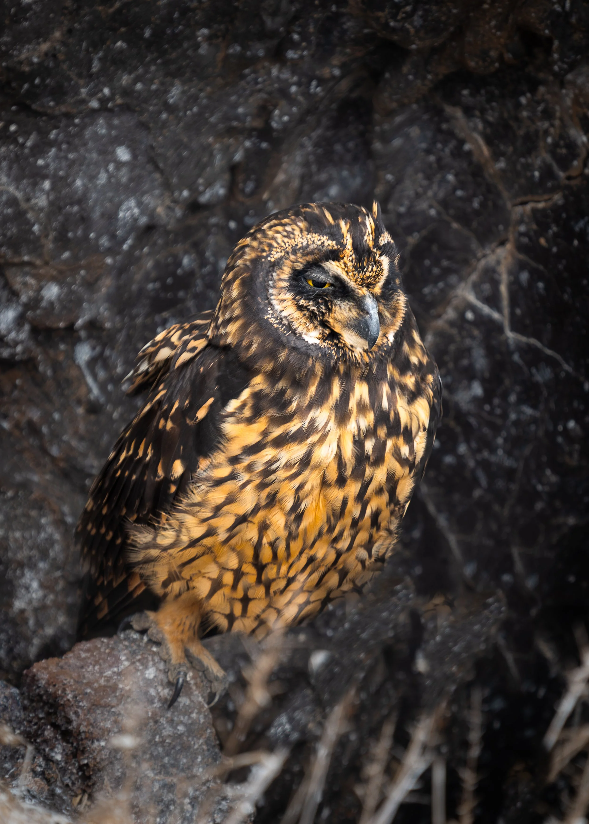 Short-eared Owl, Galapagos Islands Ecuador