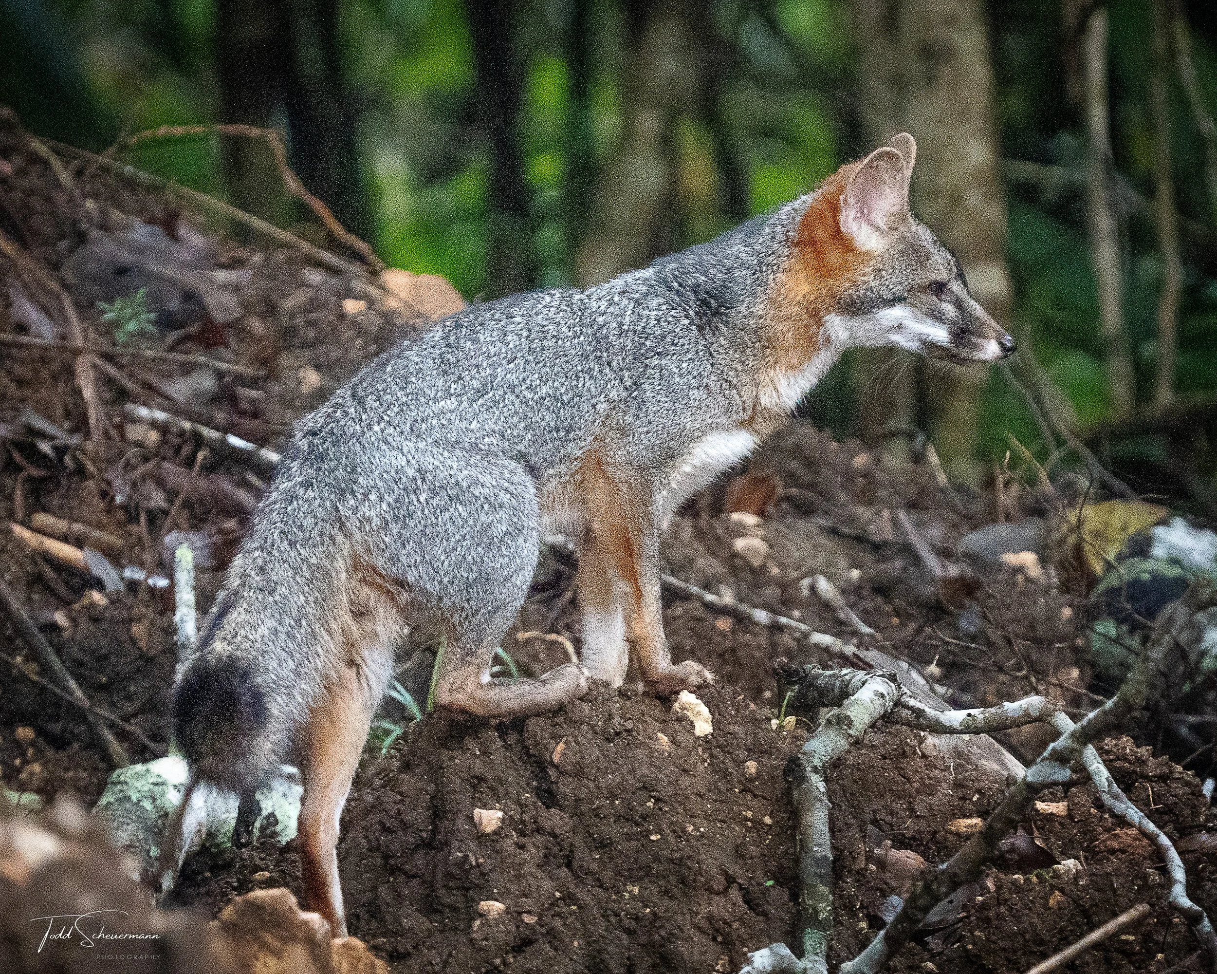 Gray Fox, Belize