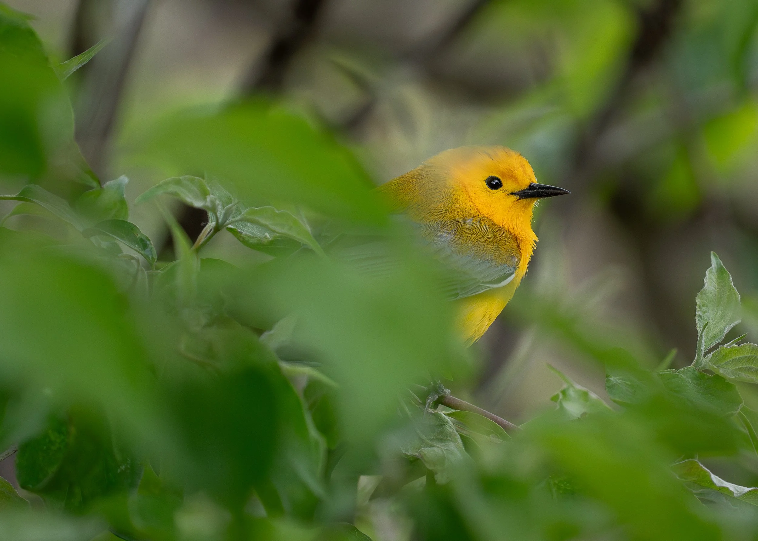 Prothonotary Warbler, Magee Marsh Ohio USA