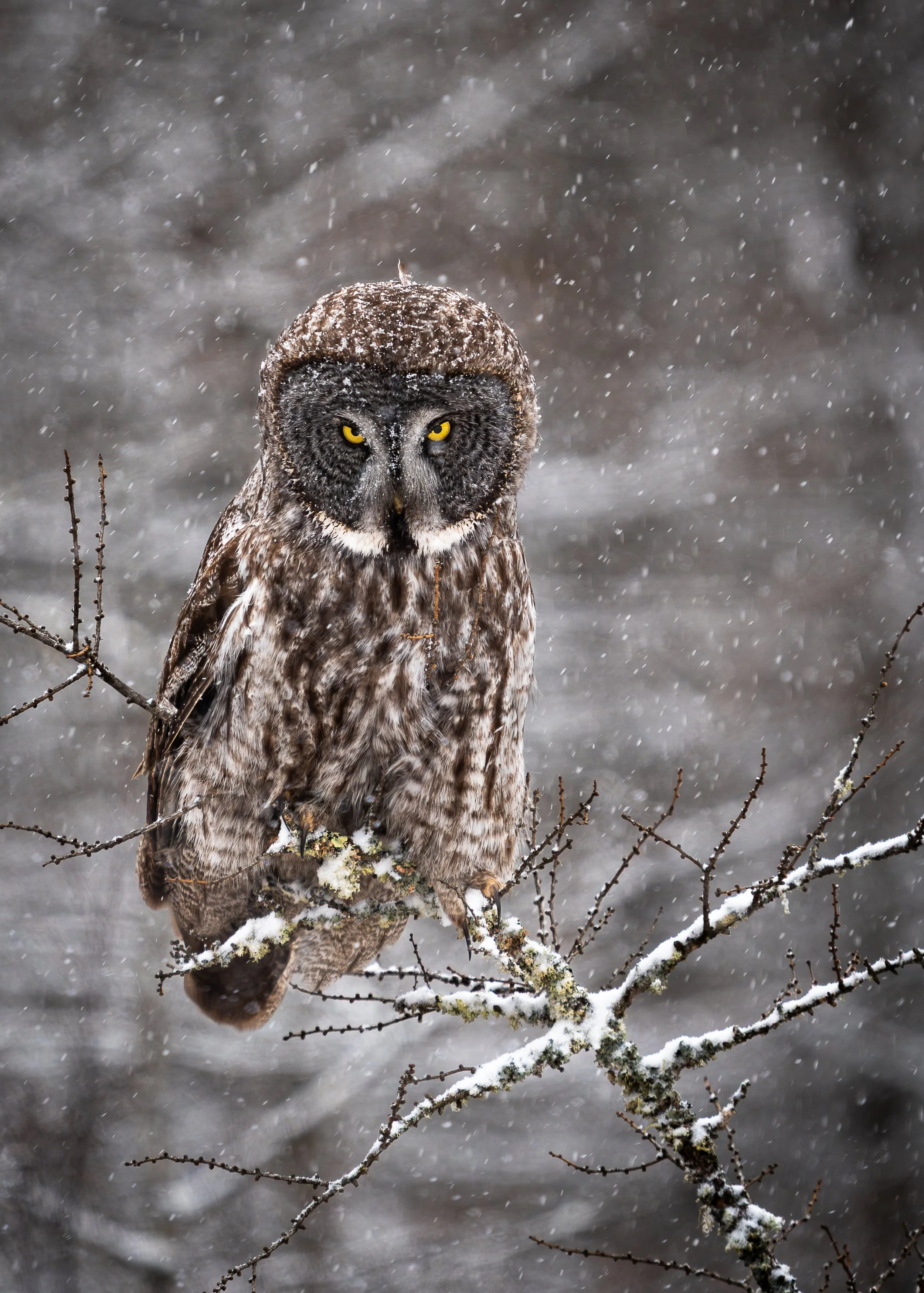 Great Gray Owl, Sax Zim Bog Minnesota USA