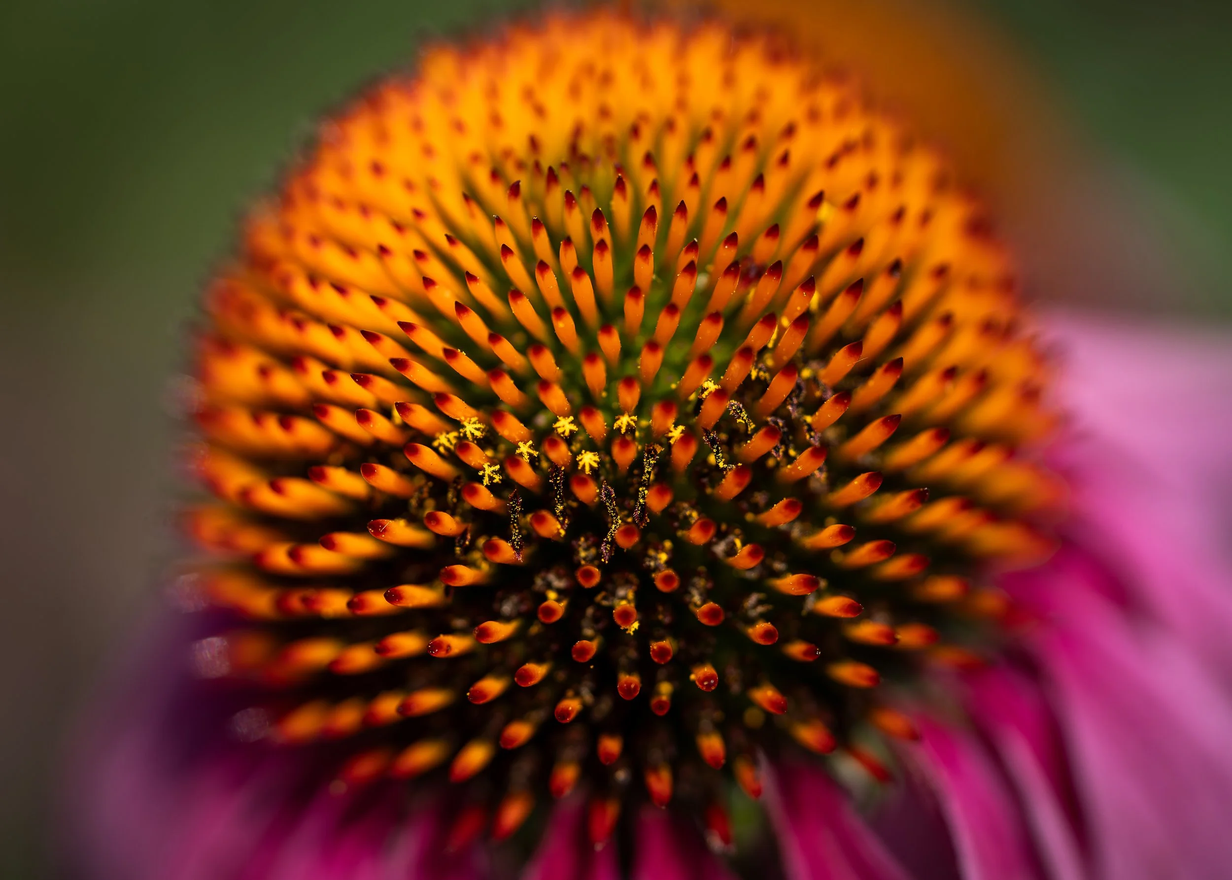 Purple Coneflower Portrait