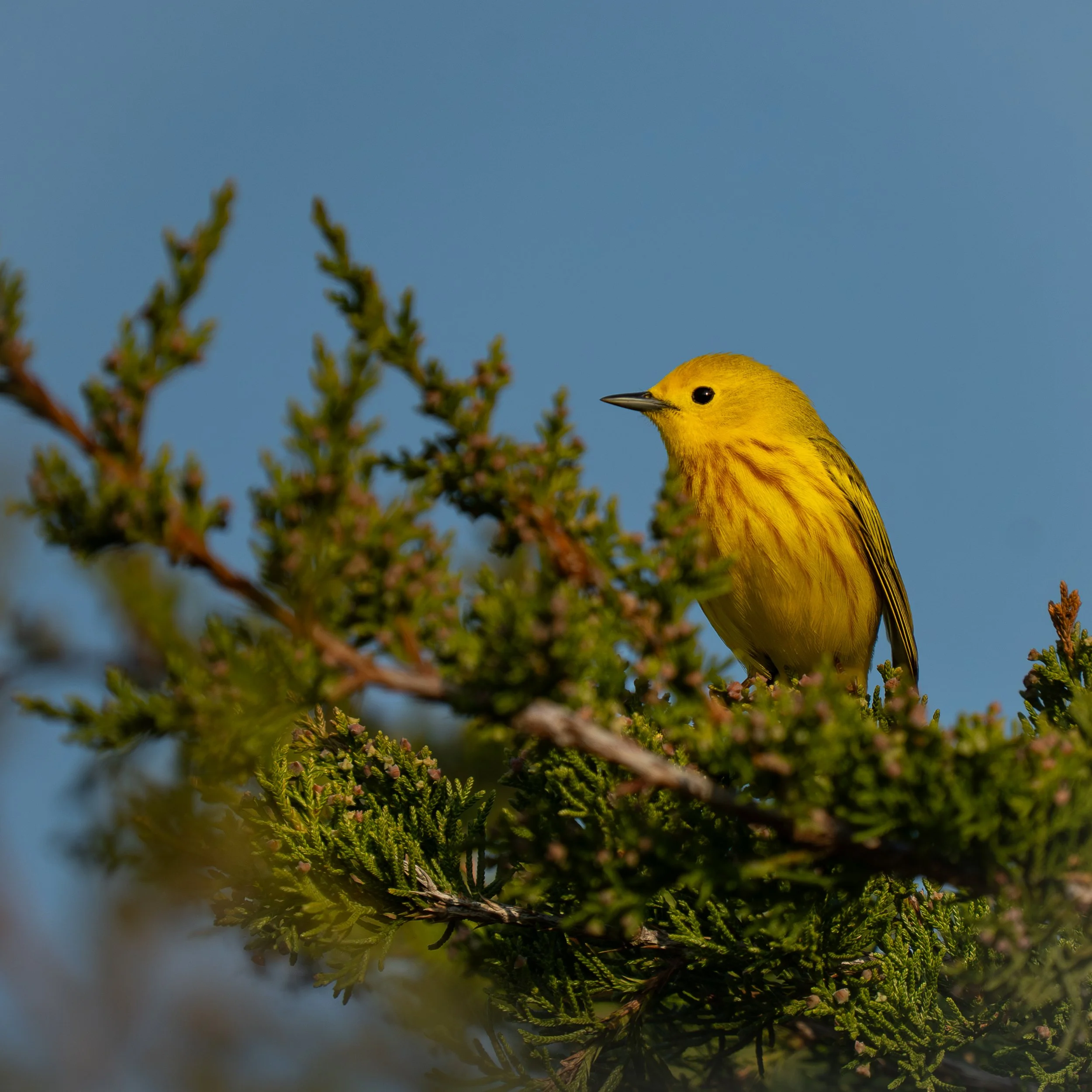 Yellow Warbler, Point Pelee National Park Ontario Canada