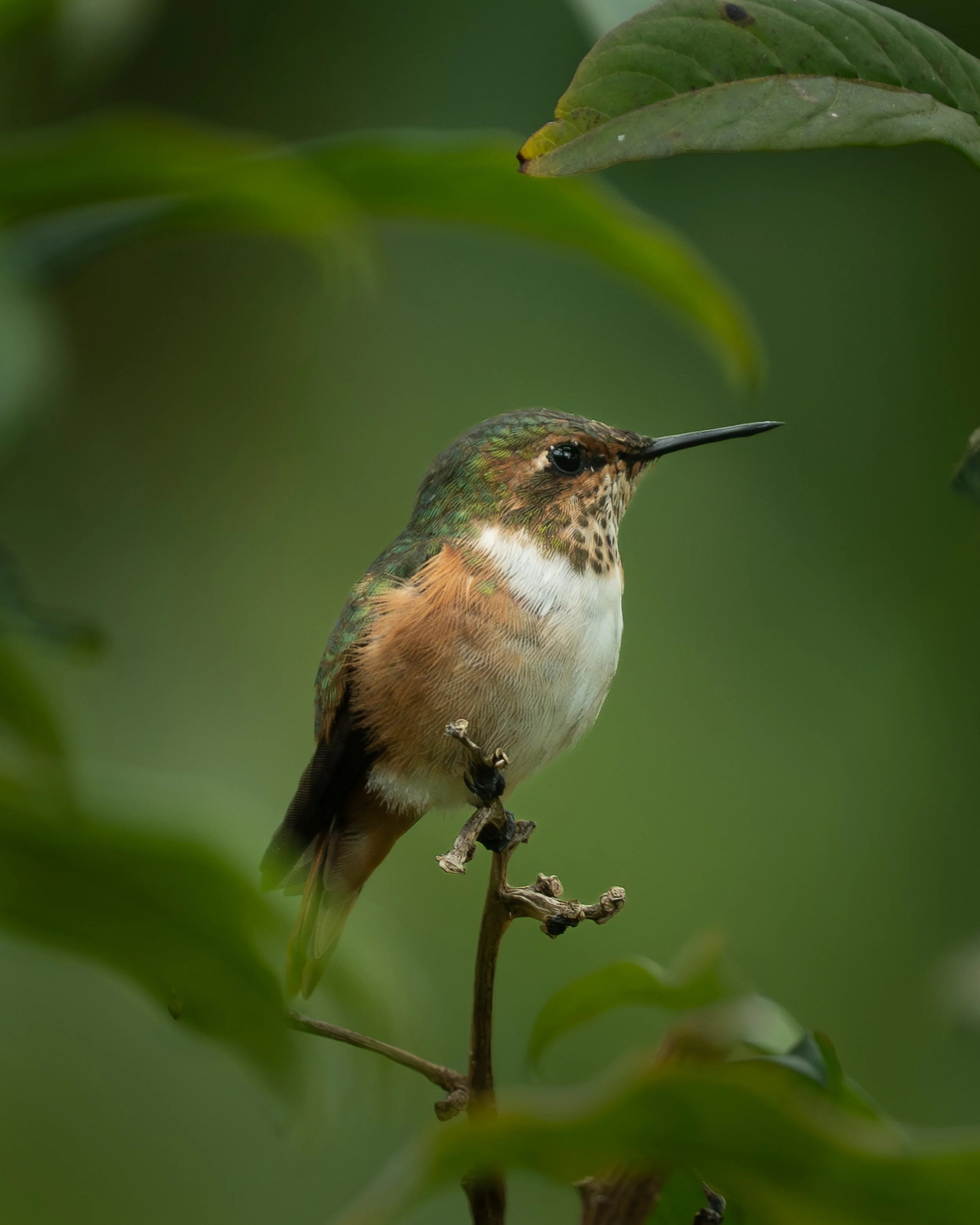 Scintilla Hummingbird, Costa Rica