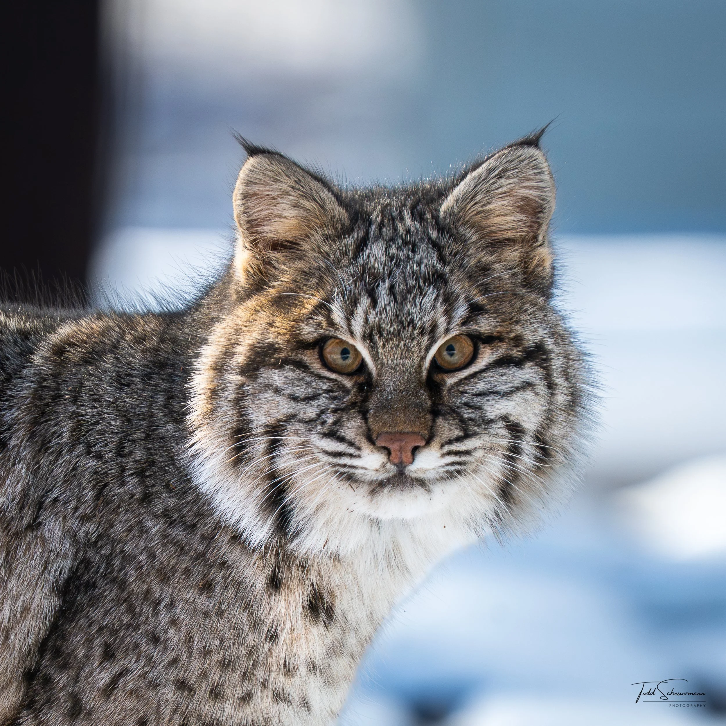 Bobcat, Sax Zim Bog Minnesota USA