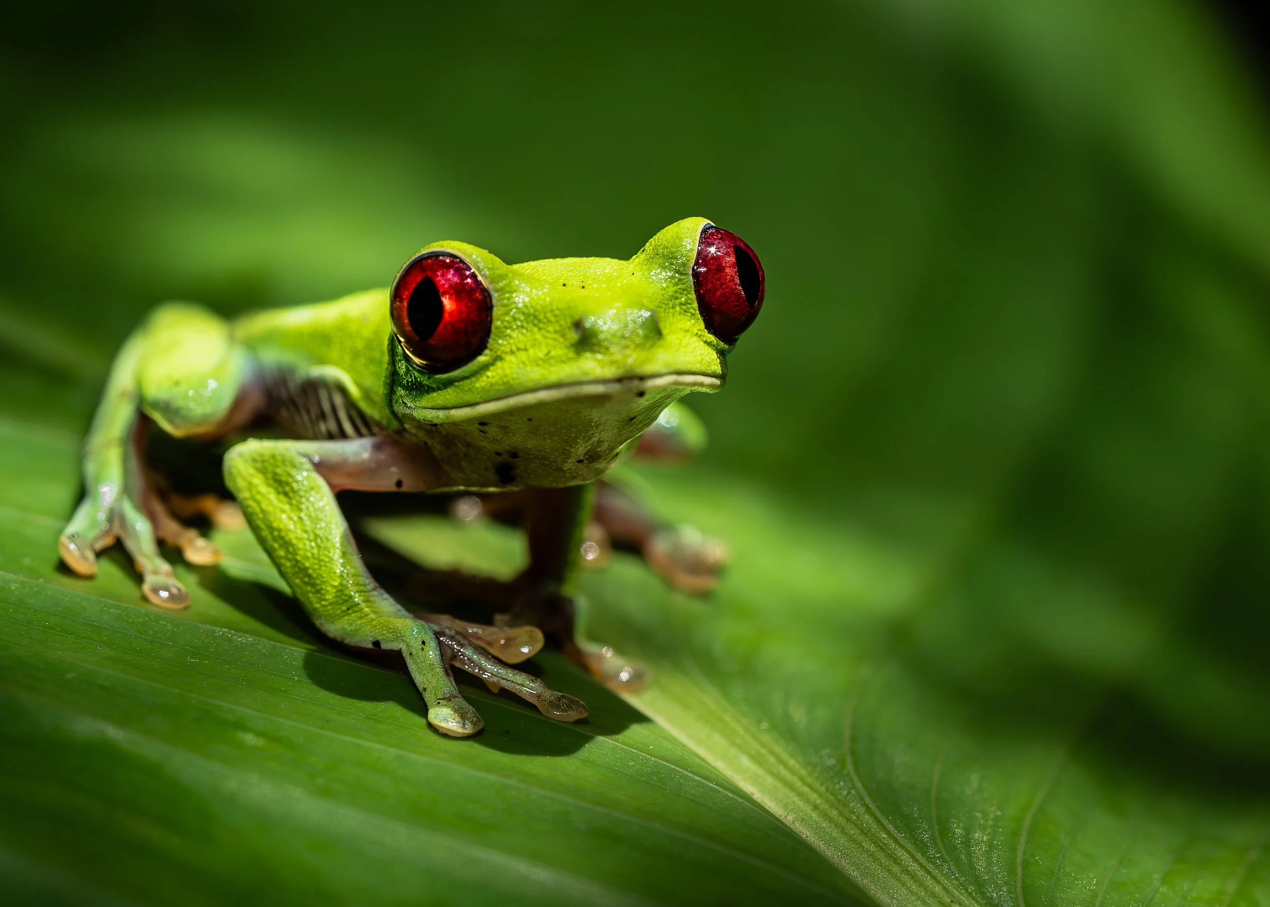 Red-eyed Tree Frog, Osa Peninsula Costa Rica