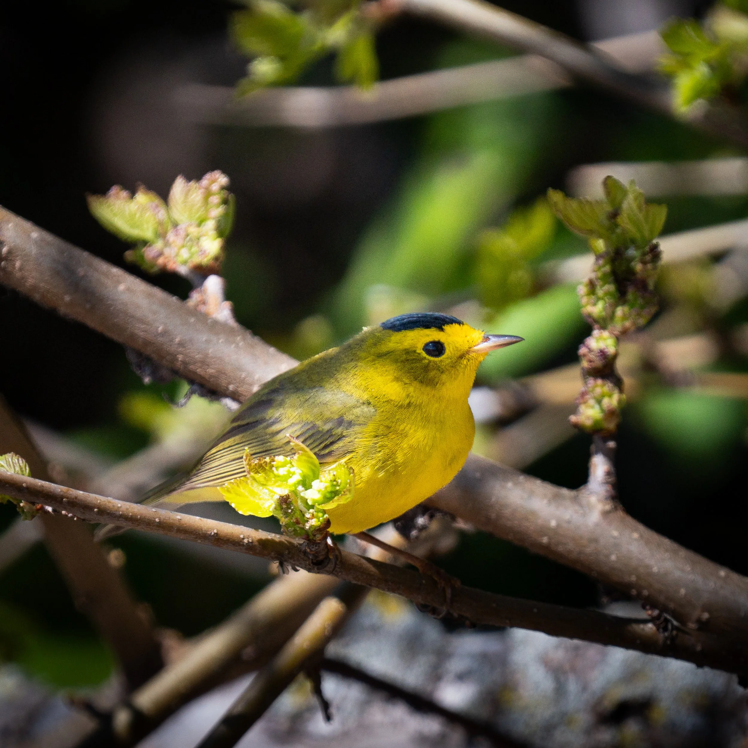 Wilson's Warbler, Point Pelee National Park Ontario Canada