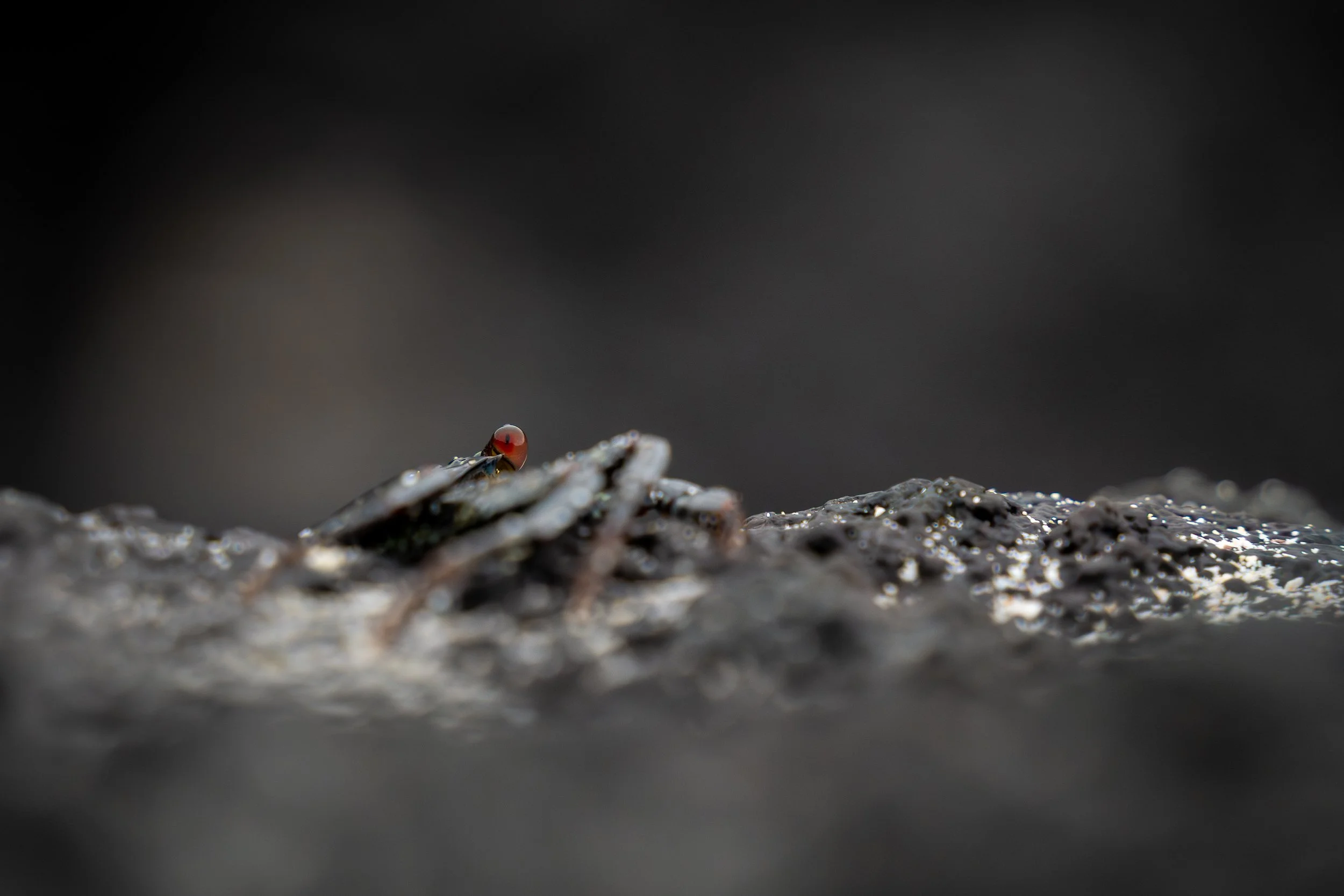 Crab, Galapagos Islands Ecuador