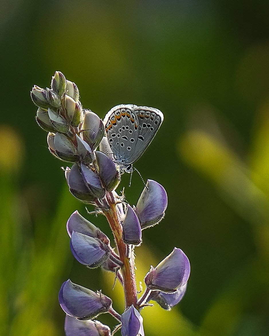 Lupine and Karner Blue Butterfly, Albany County New York USA