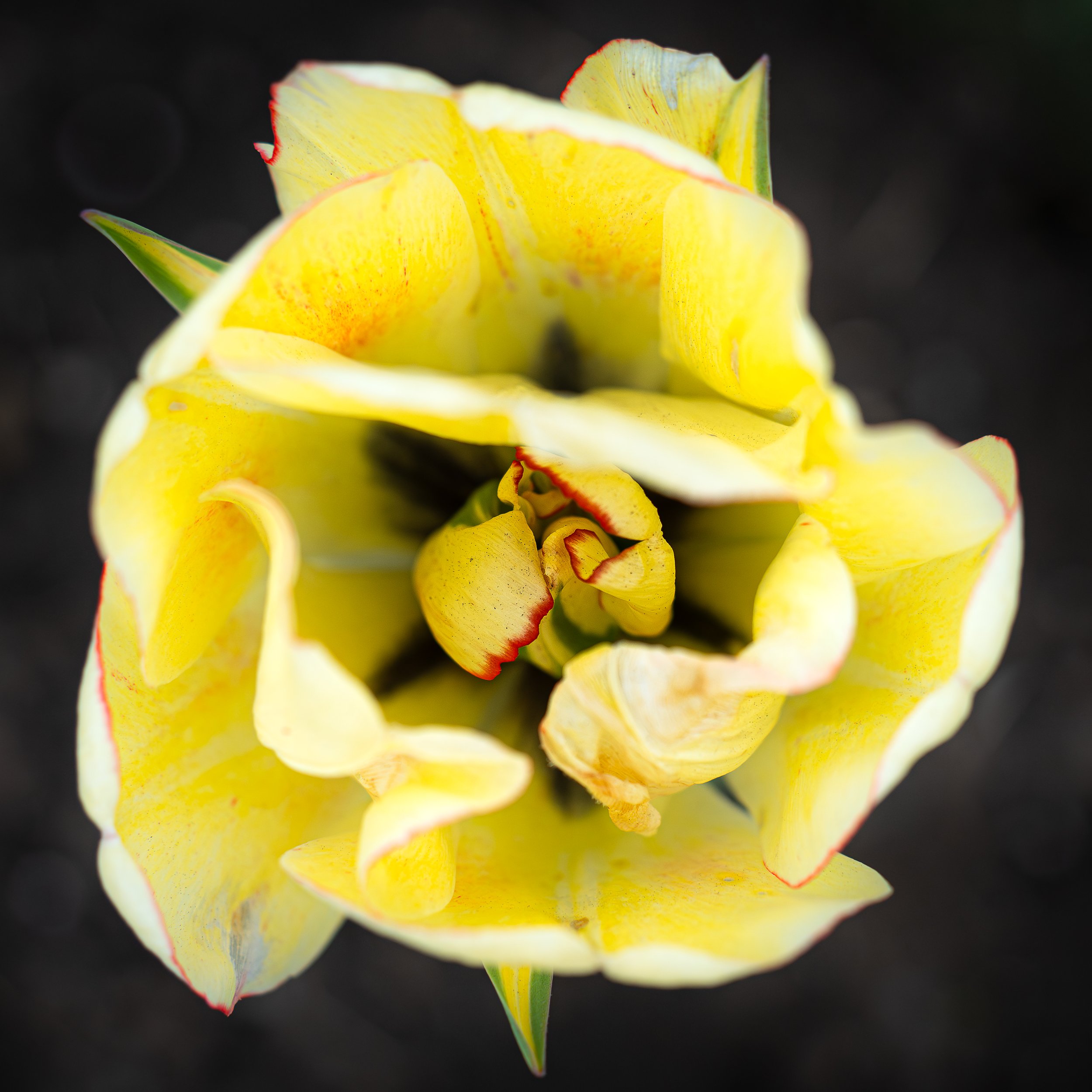 Albany New York Tulip Festival, USA