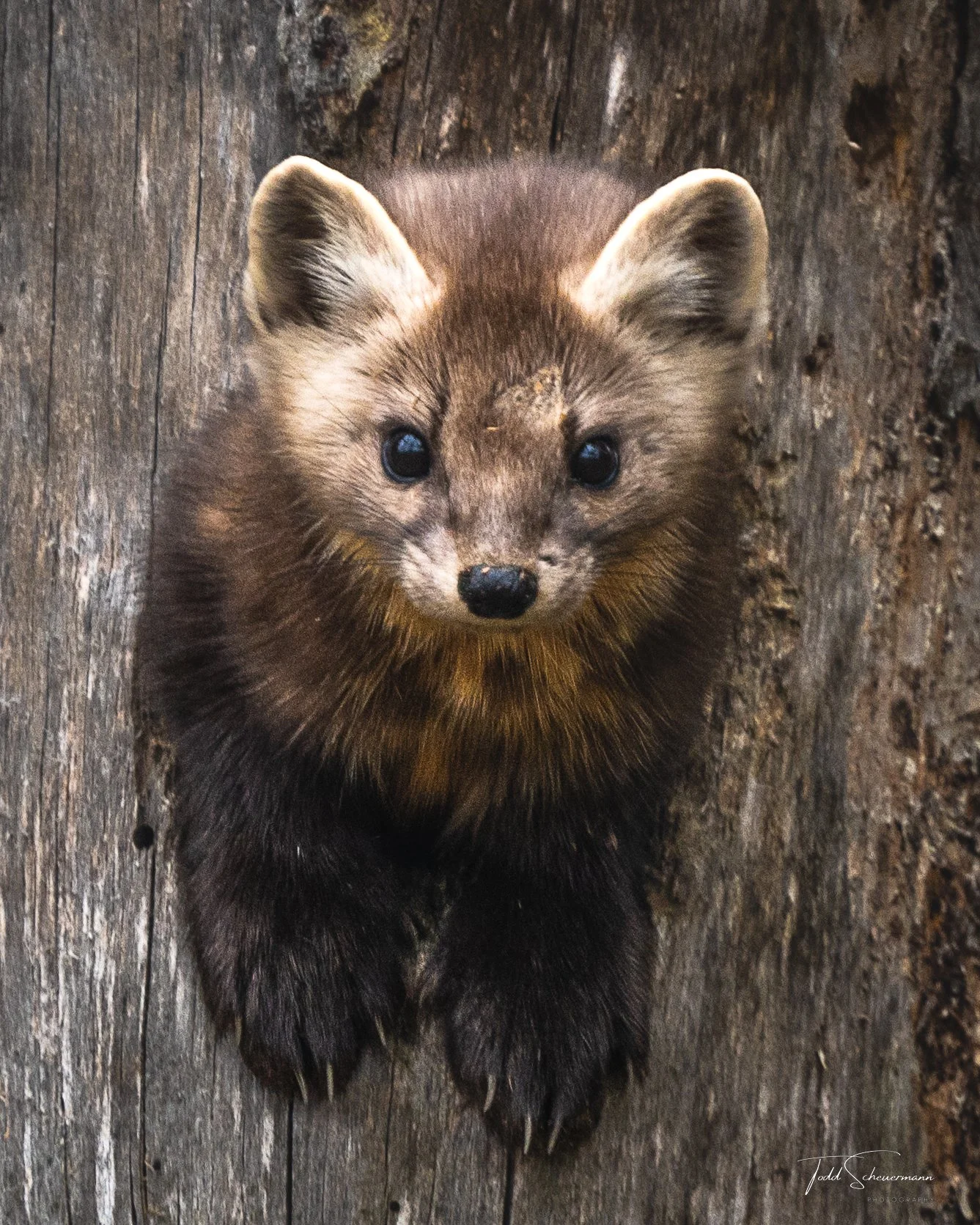 Pine Marten, Sax Zim Bog, Minnesota USA