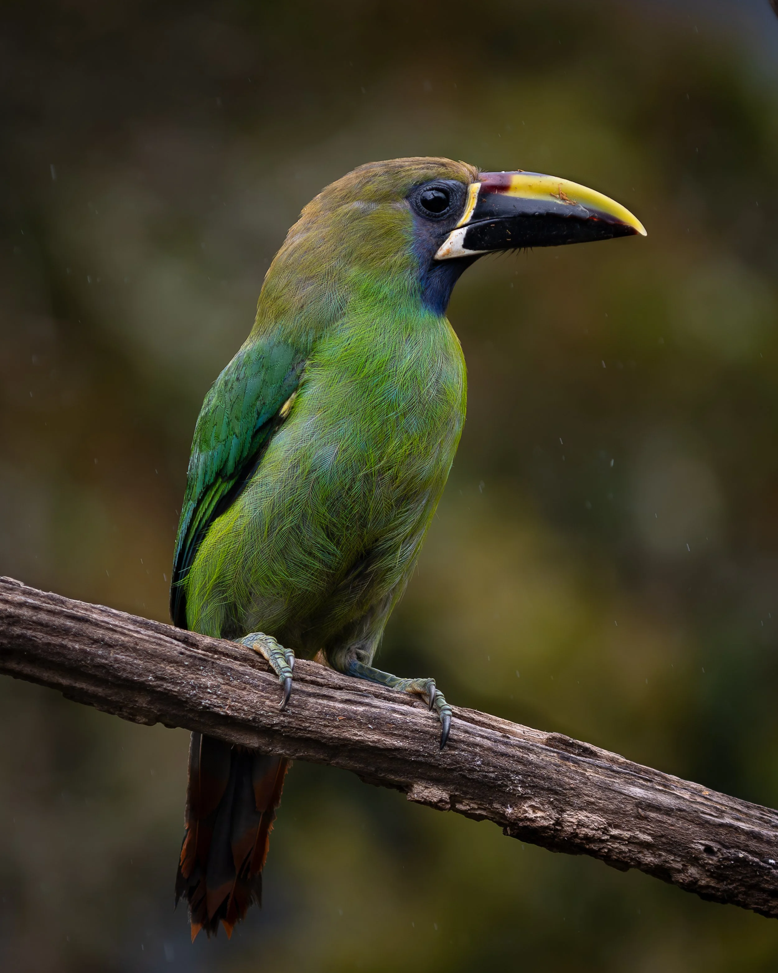 Blue-throated Toucanet, Costa Rica