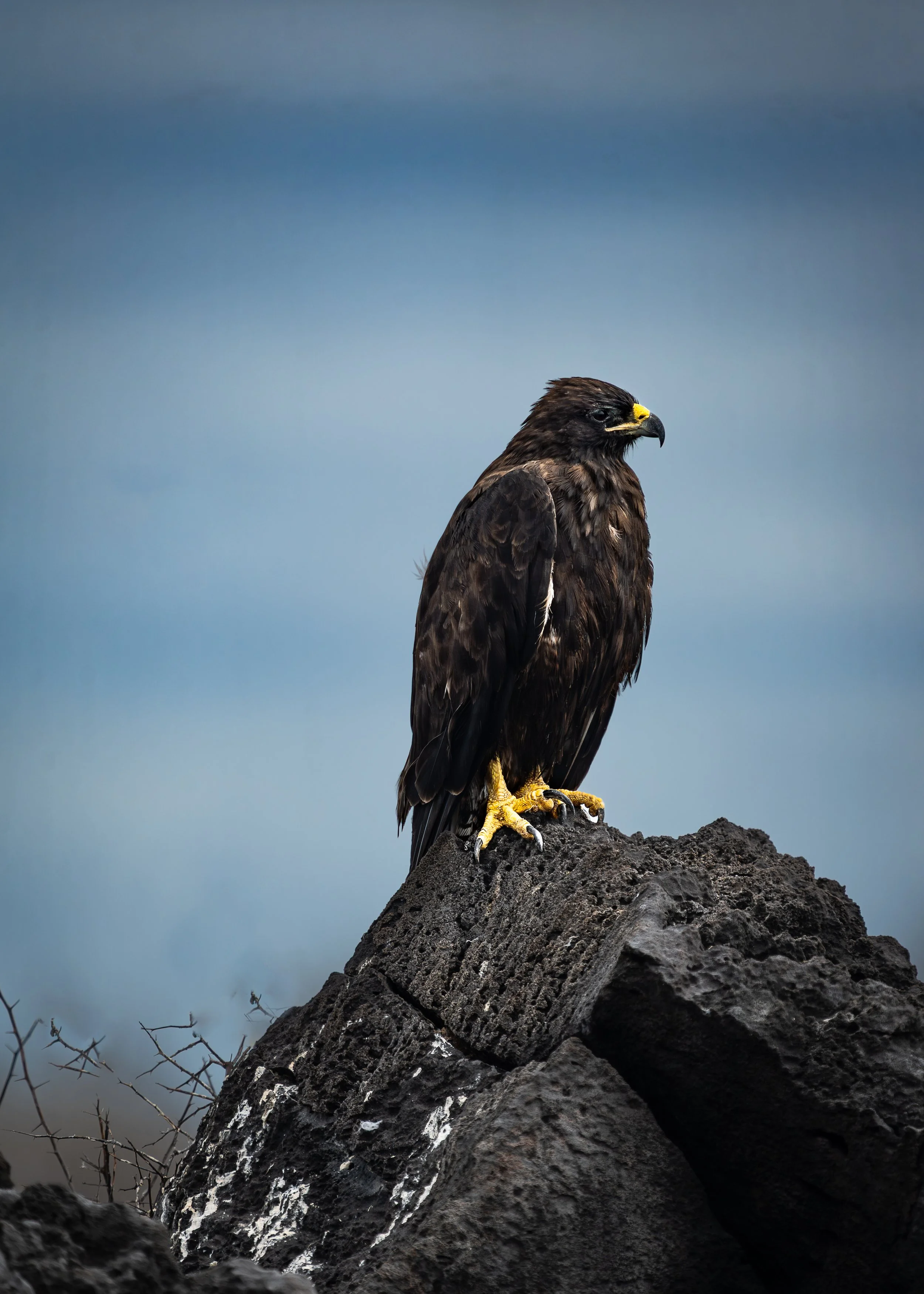 Galapagos Hawk, Ecuador