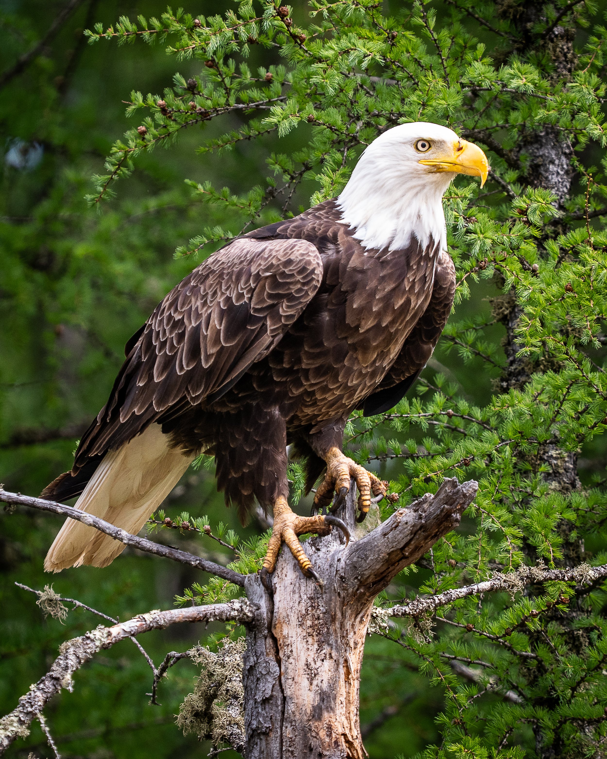 Bald Eagle, Sax Zim Bog Minnesota USA