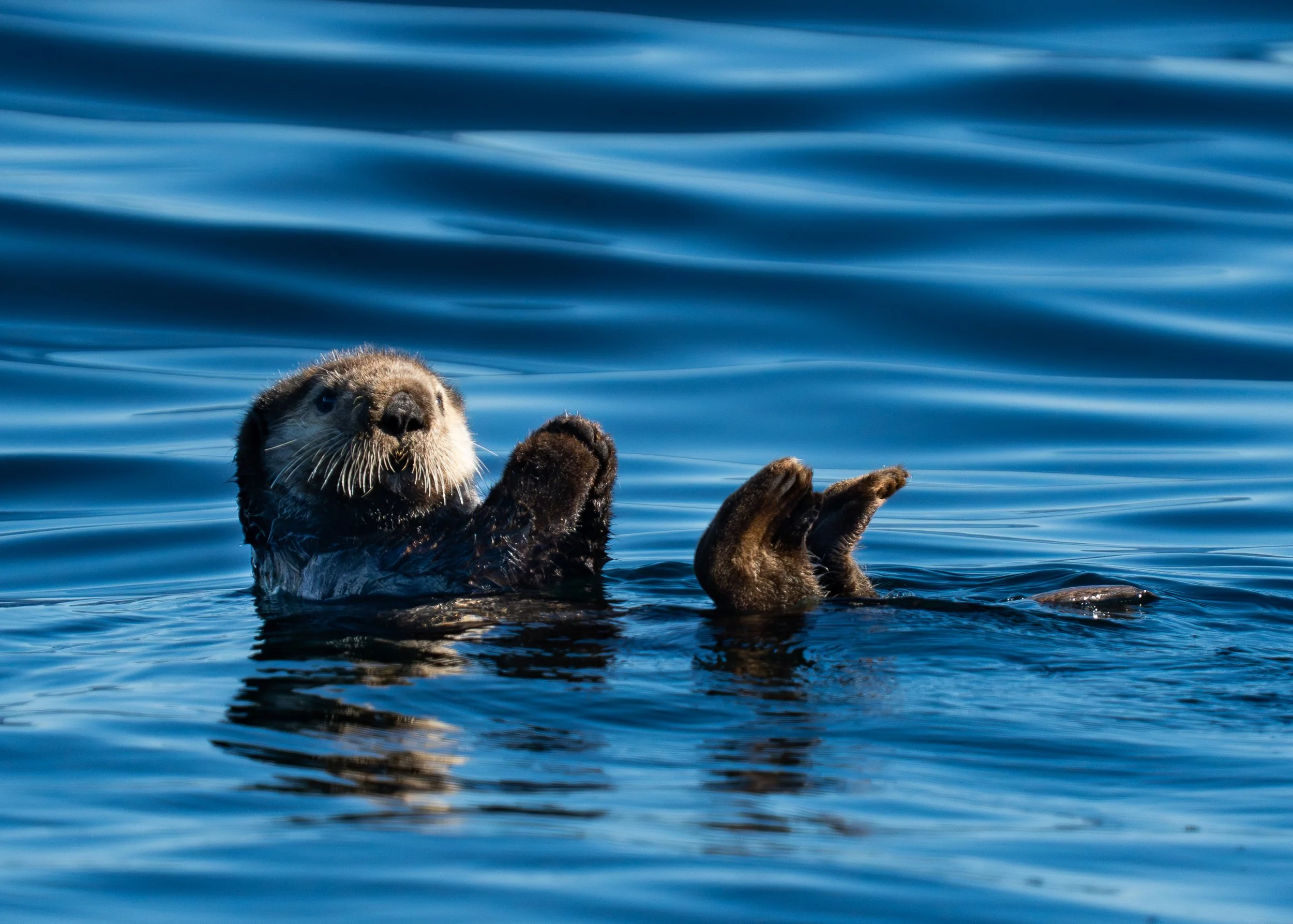 Sea Otter, Alaska USA