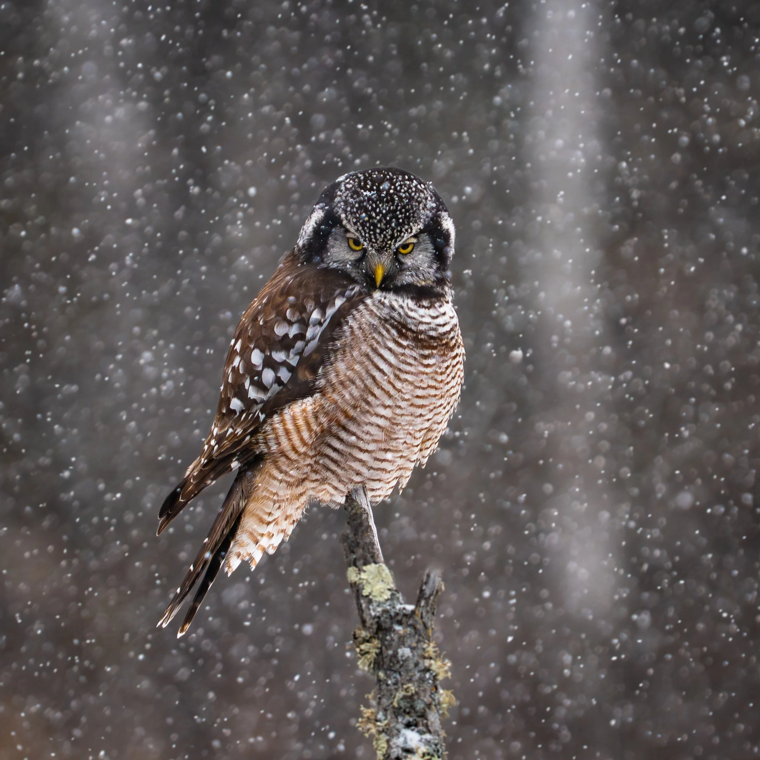 Northern Hawk Owl, Sax Zim Bog Minnesota USA