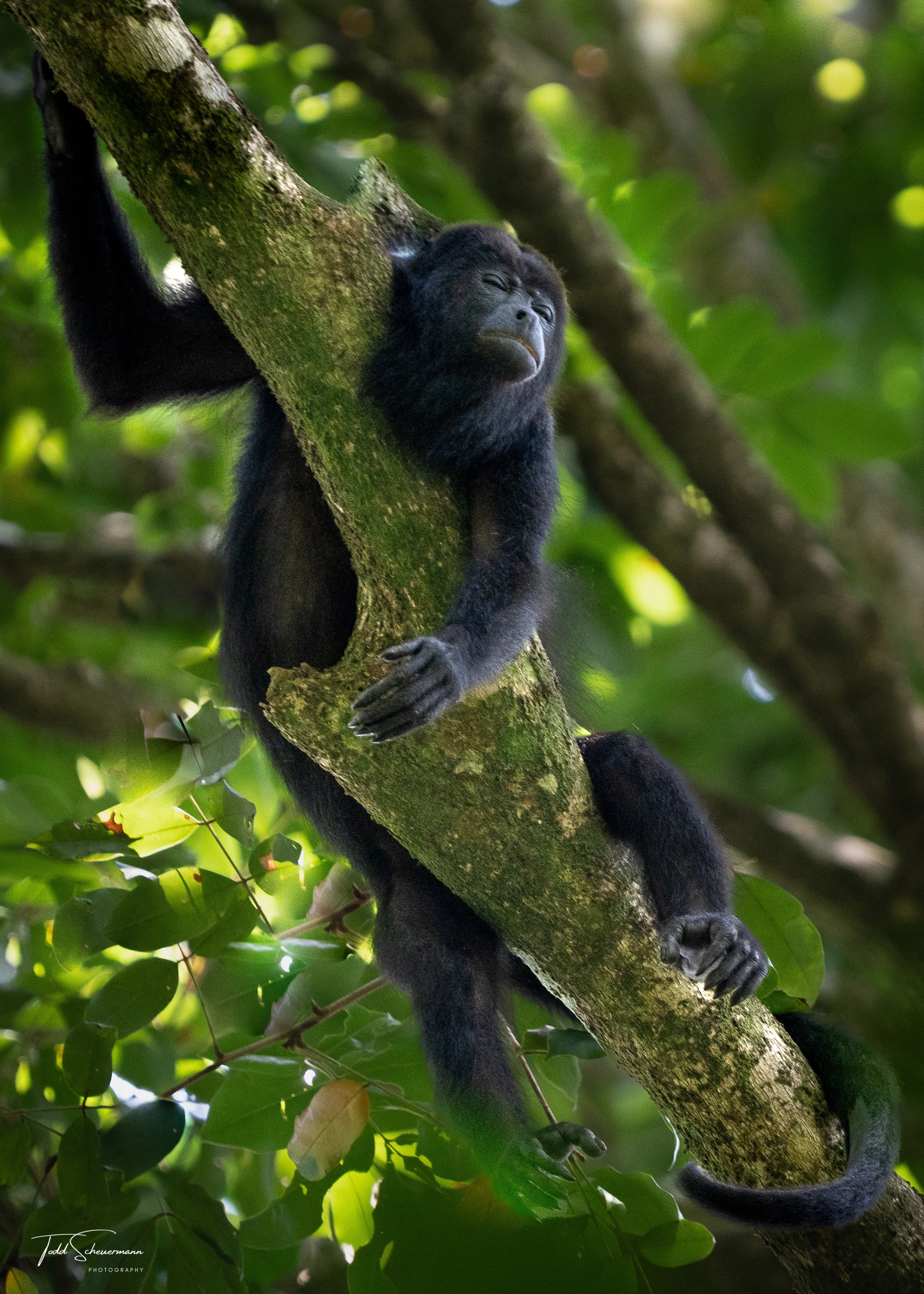 Black Howler Monkey, Costa Rica