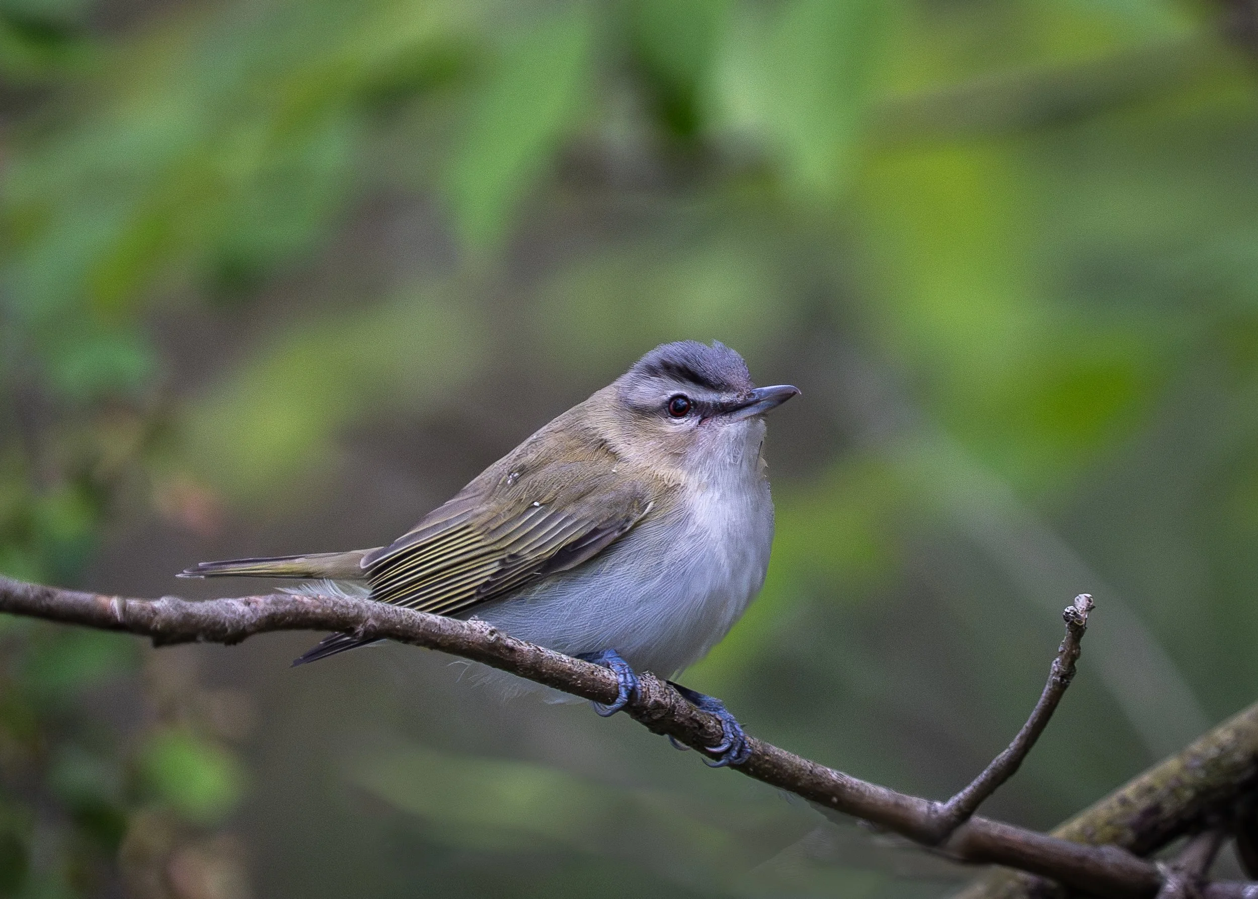 Red-eyed Vireo, Sax Zim Bog Minnesota USA