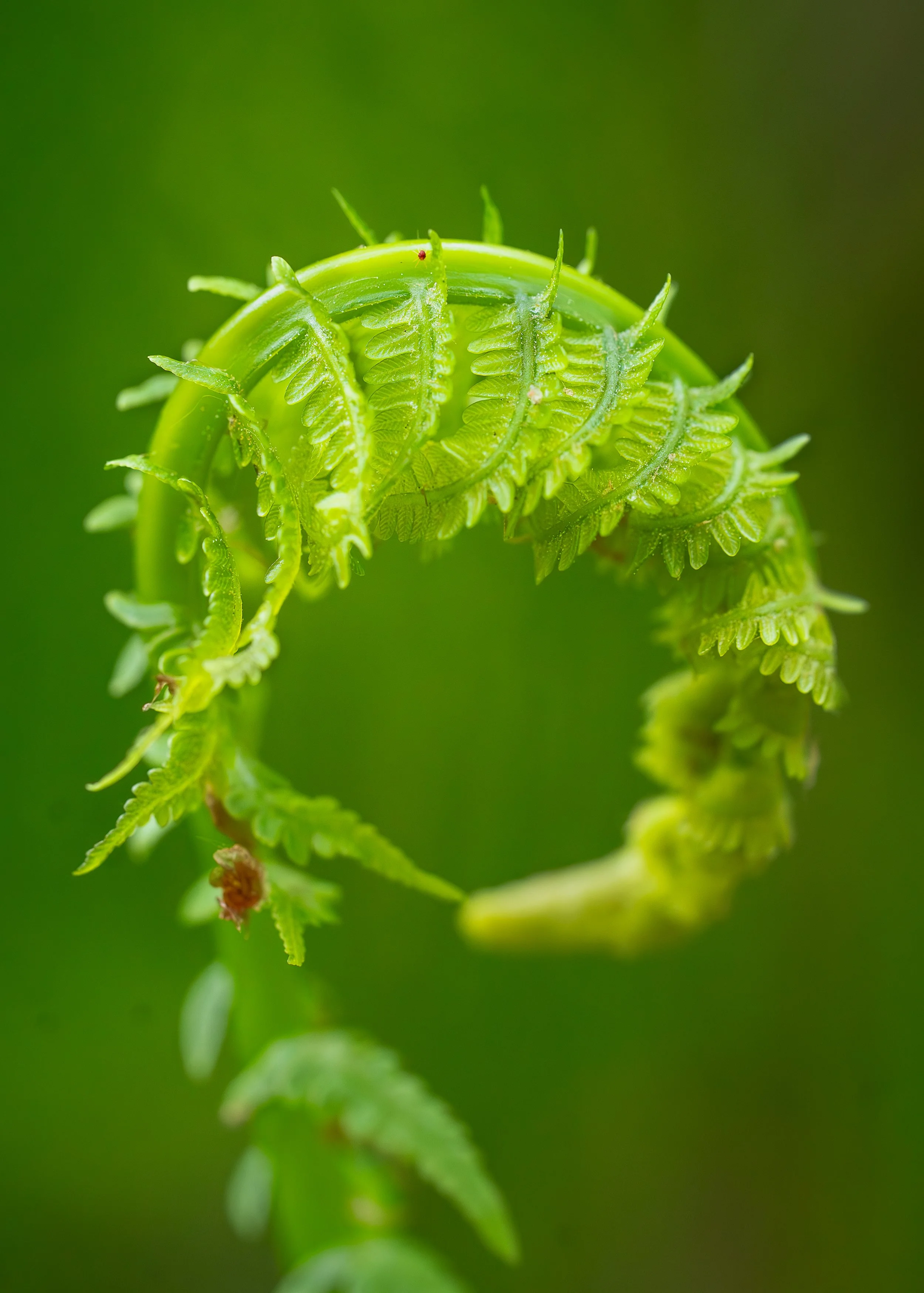 Fiddlehead Fern, Sax Zim Bog Minnesota USA