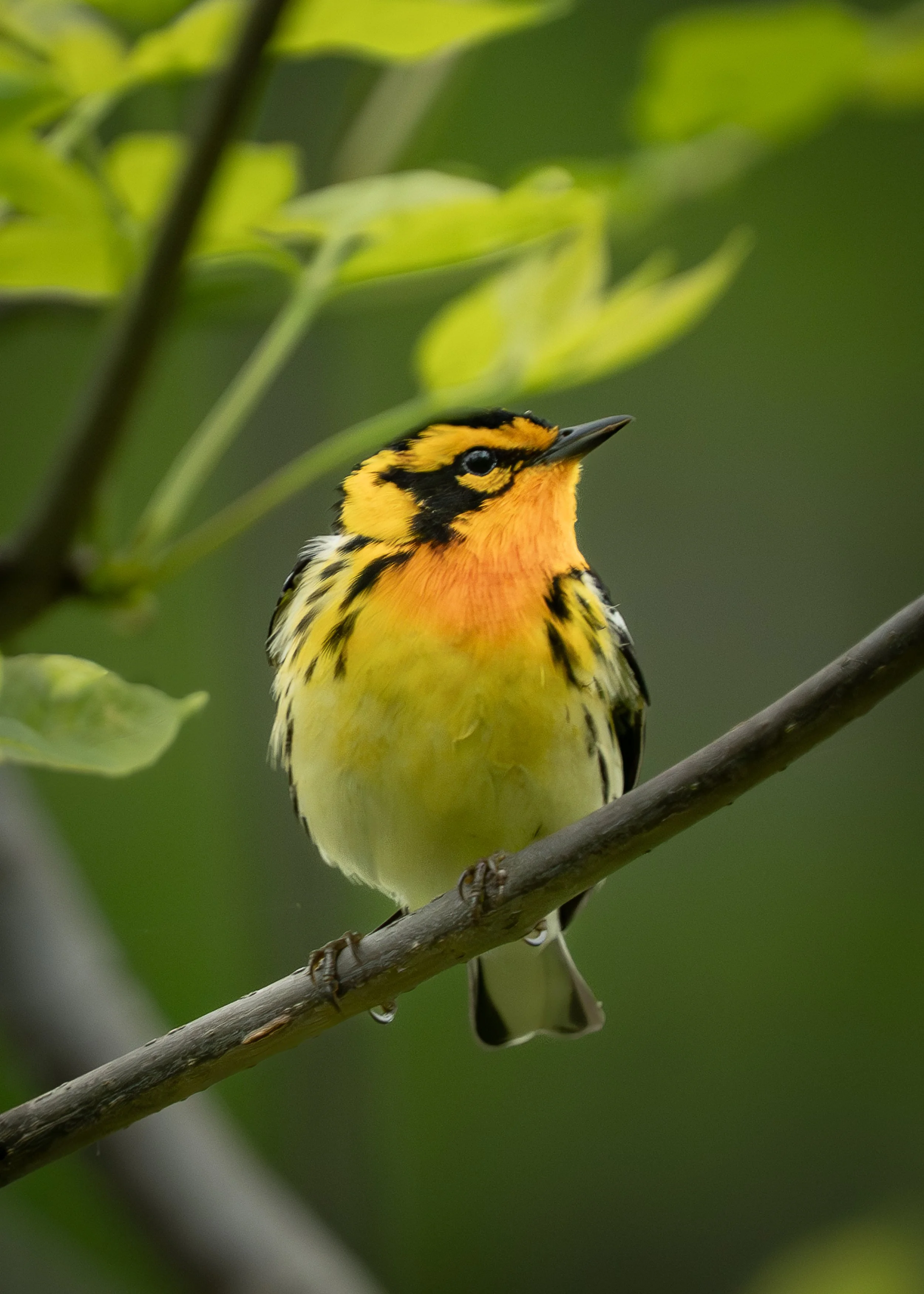 Blackburnian Warbler, Magee Marsh Ohio USA