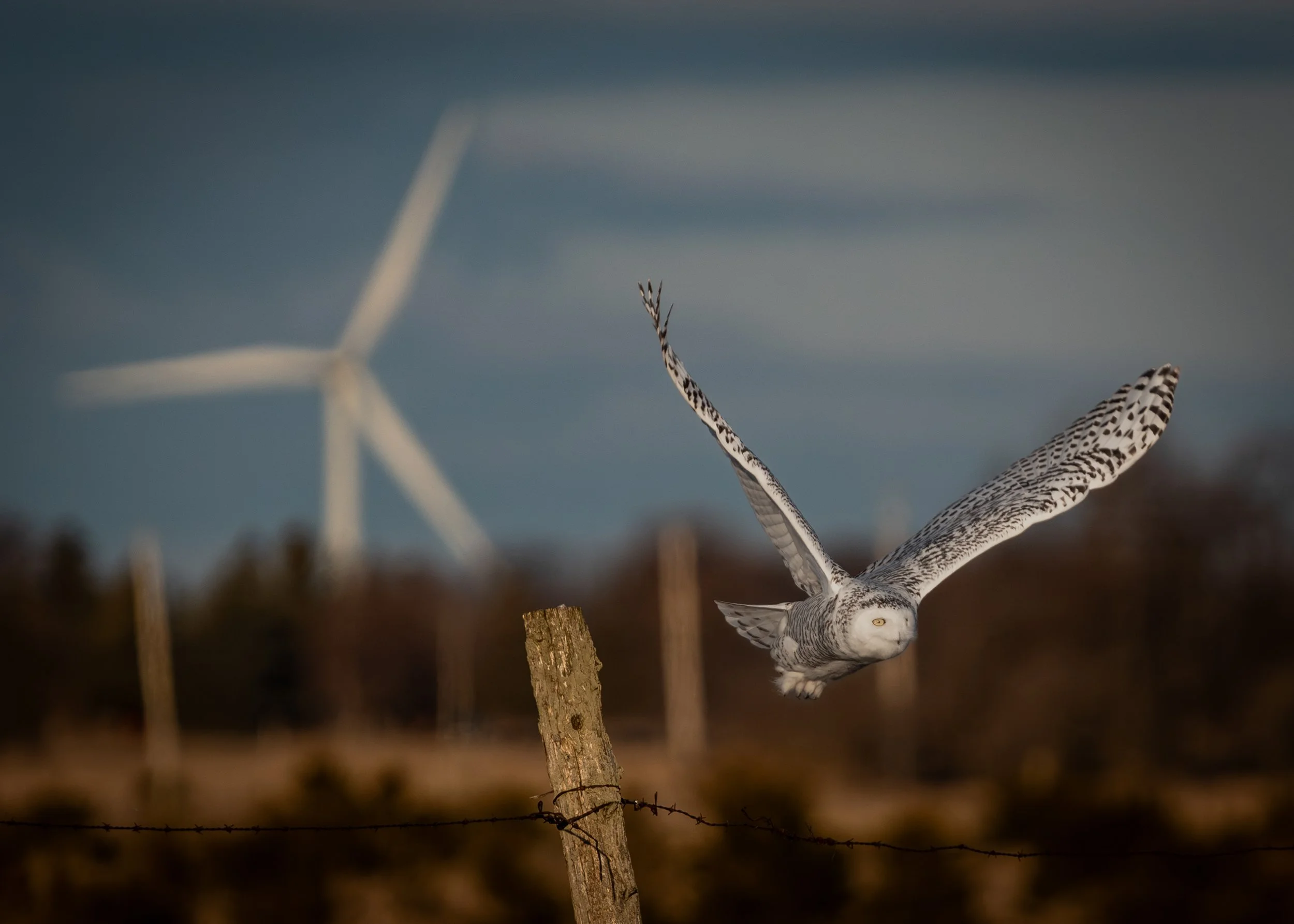 Snowy Owl, Wolfe Island Ontario Canada