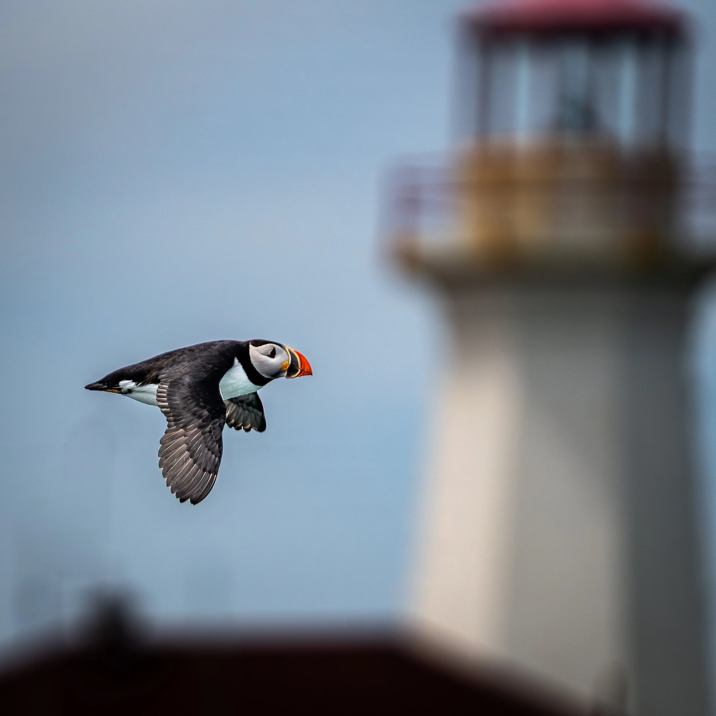 Atlantic Puffin at Lighthouse, Machias Seal Island, USA and Canada