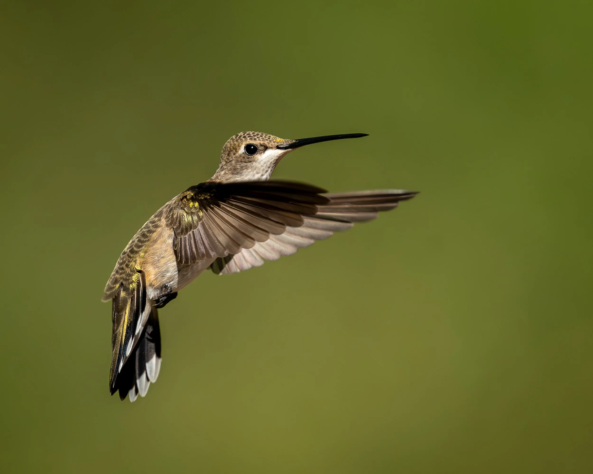 Black-chinned Hummingbird, Sky Islands Arizona USA