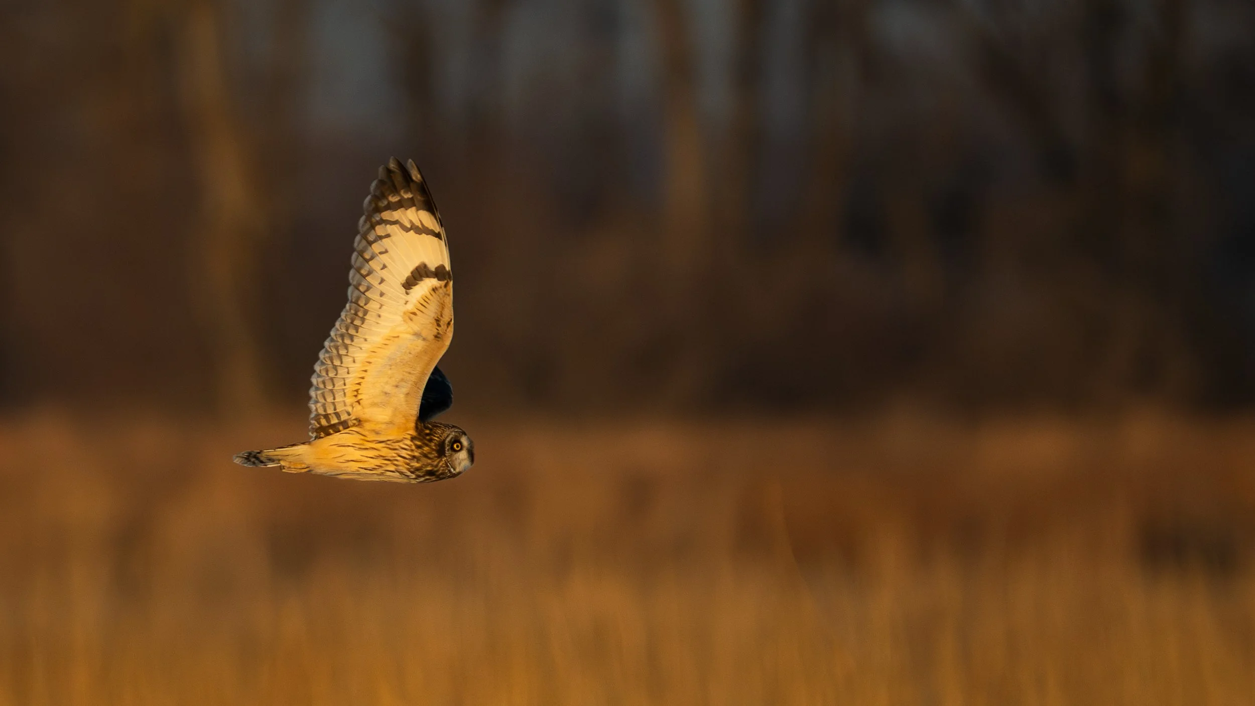 Short-eared Owl, Kankakee Sands Preserve Indiana USA