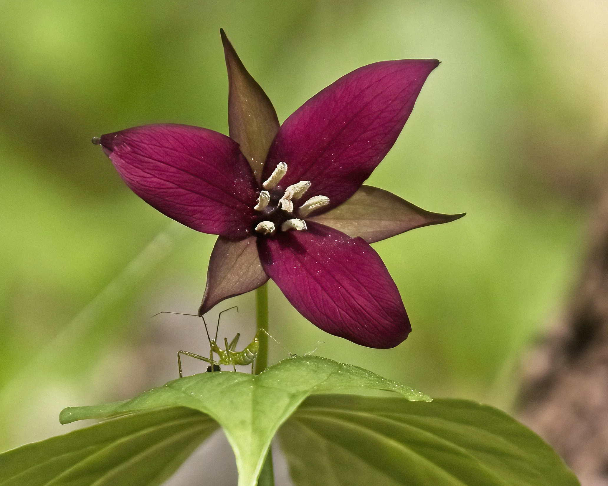 Red Trillium and Grasshopper, Adirondack Park New York State USA