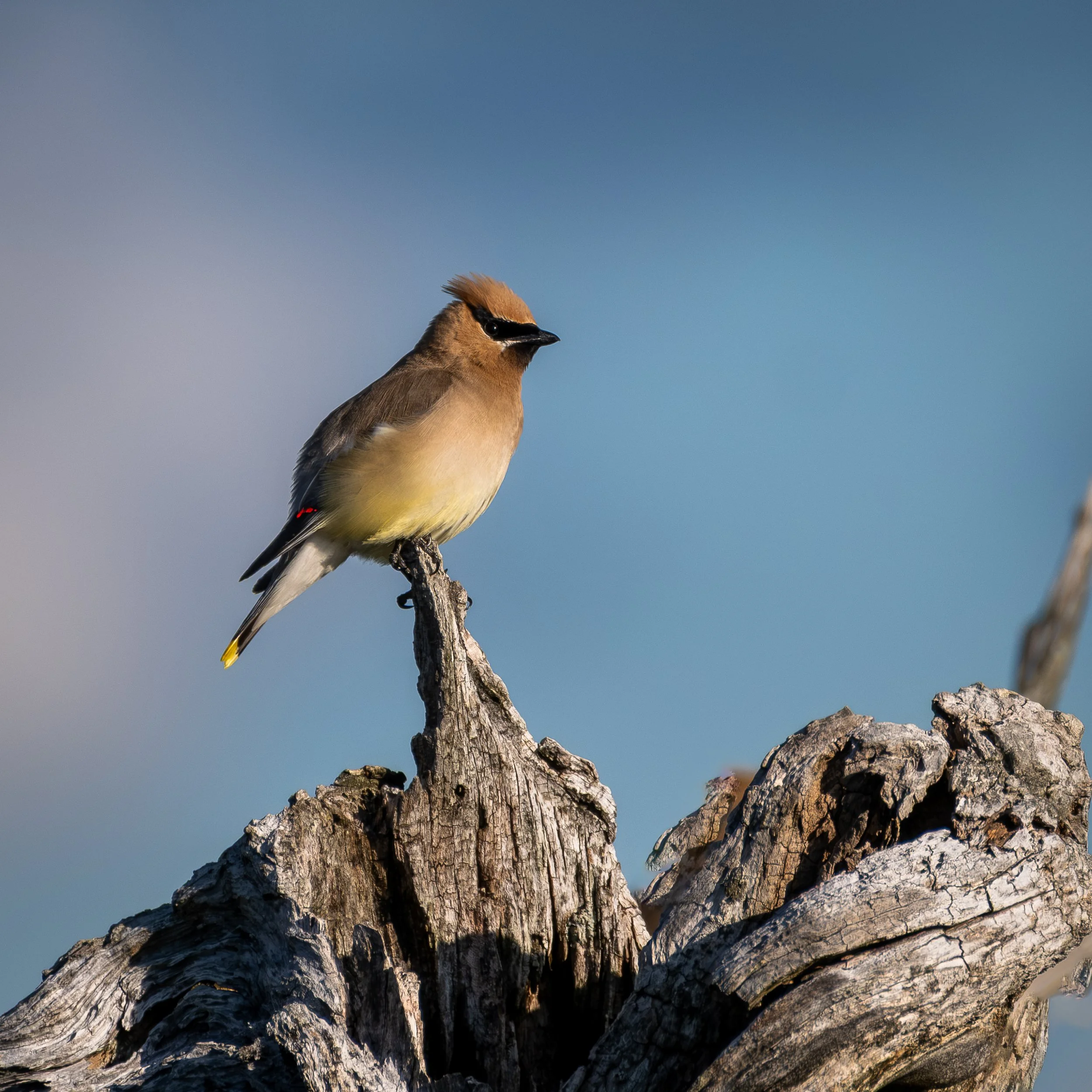 Cedar Waxwing, Maine USA