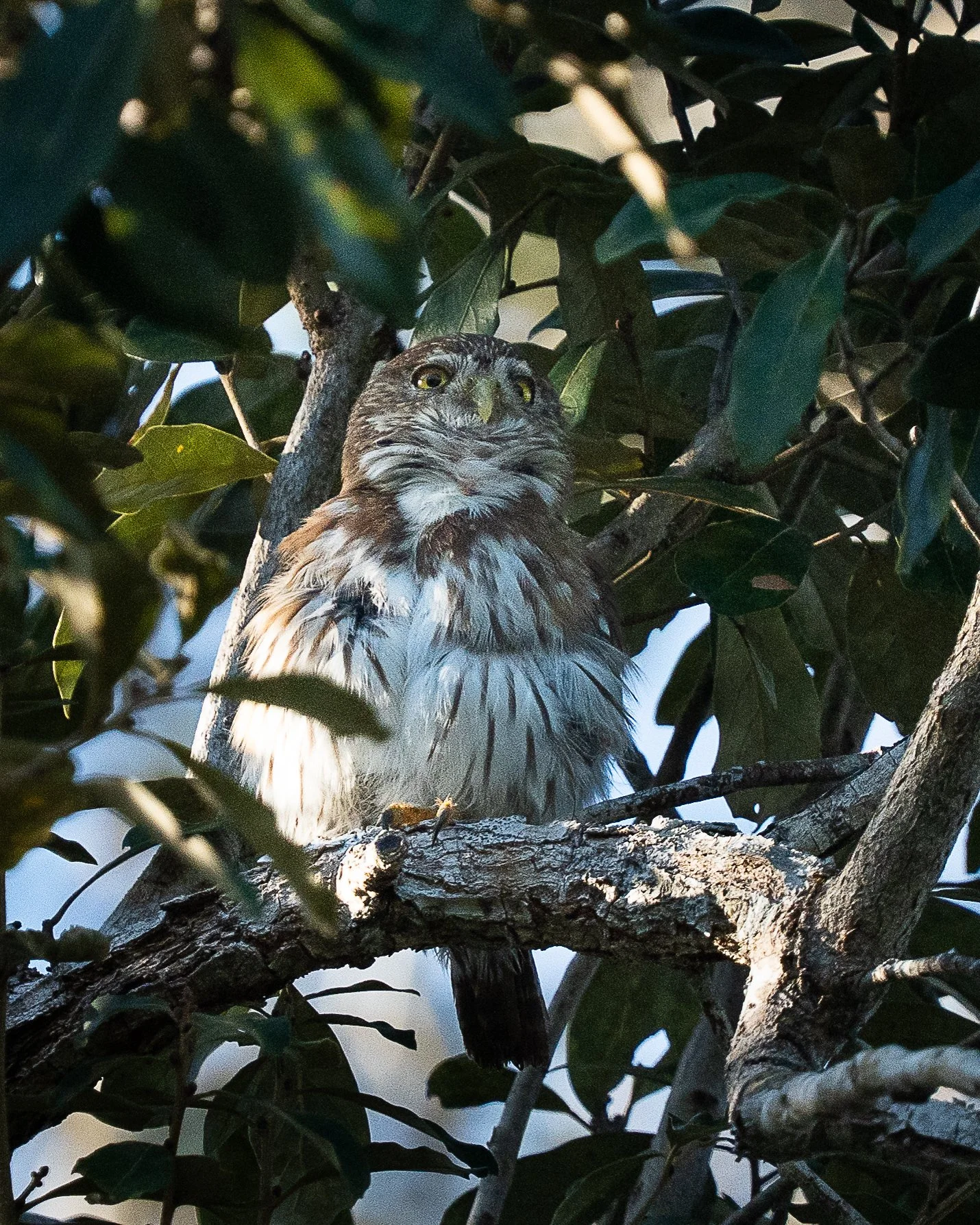 Andean Pygmy-Owl, Ecuador