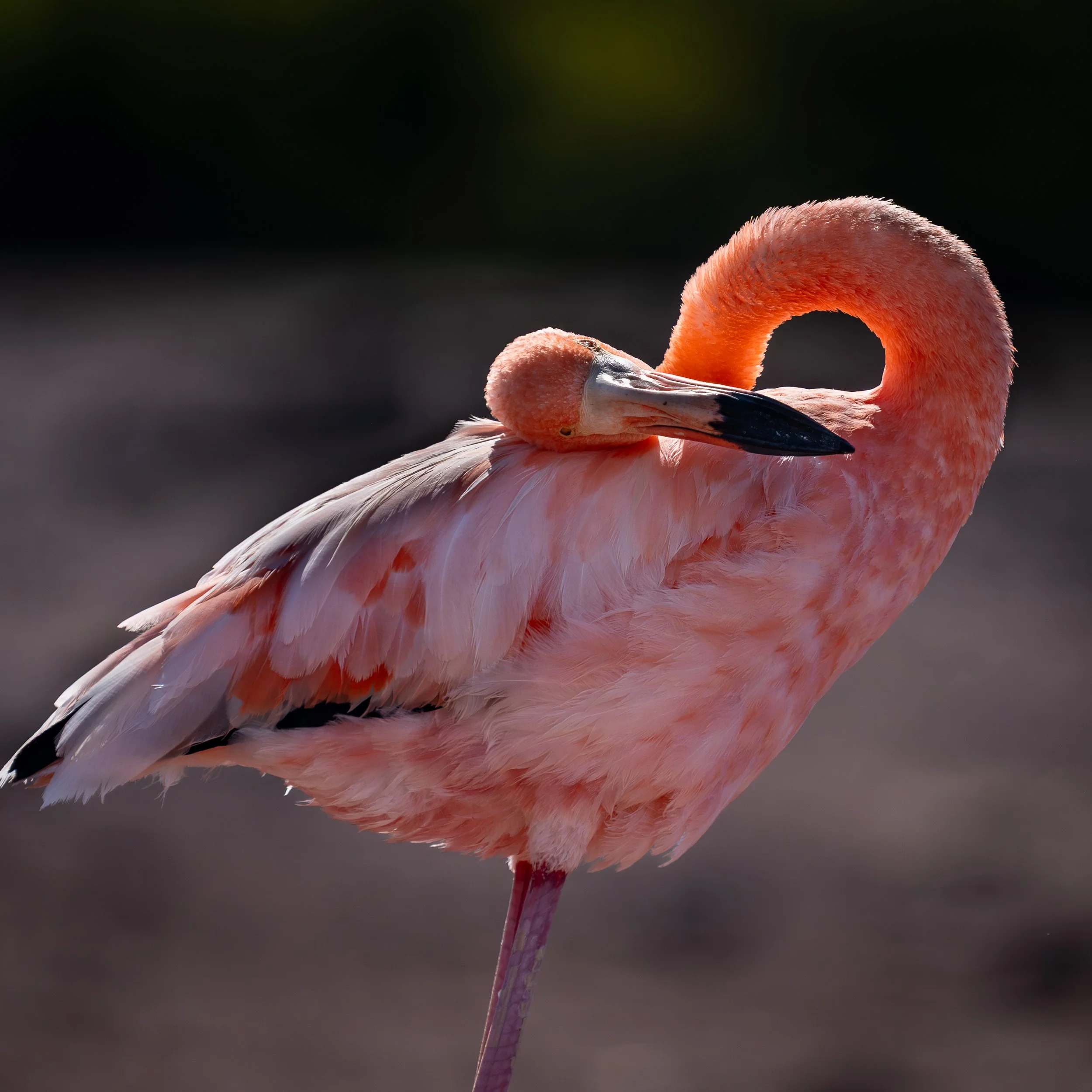 American Flamingo, Galapagos Islands Ecuador