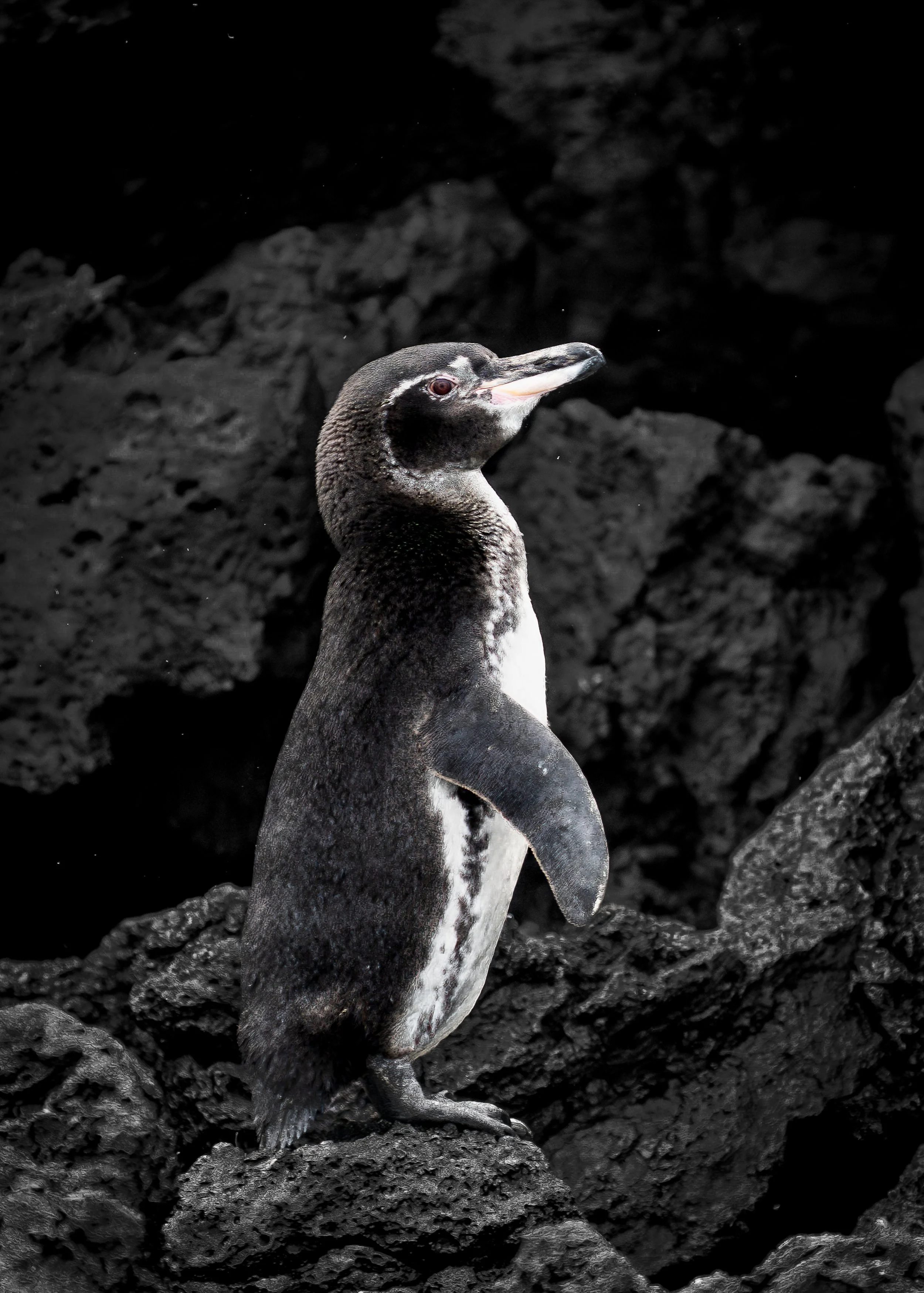 Galapagos Penguin, Ecuador