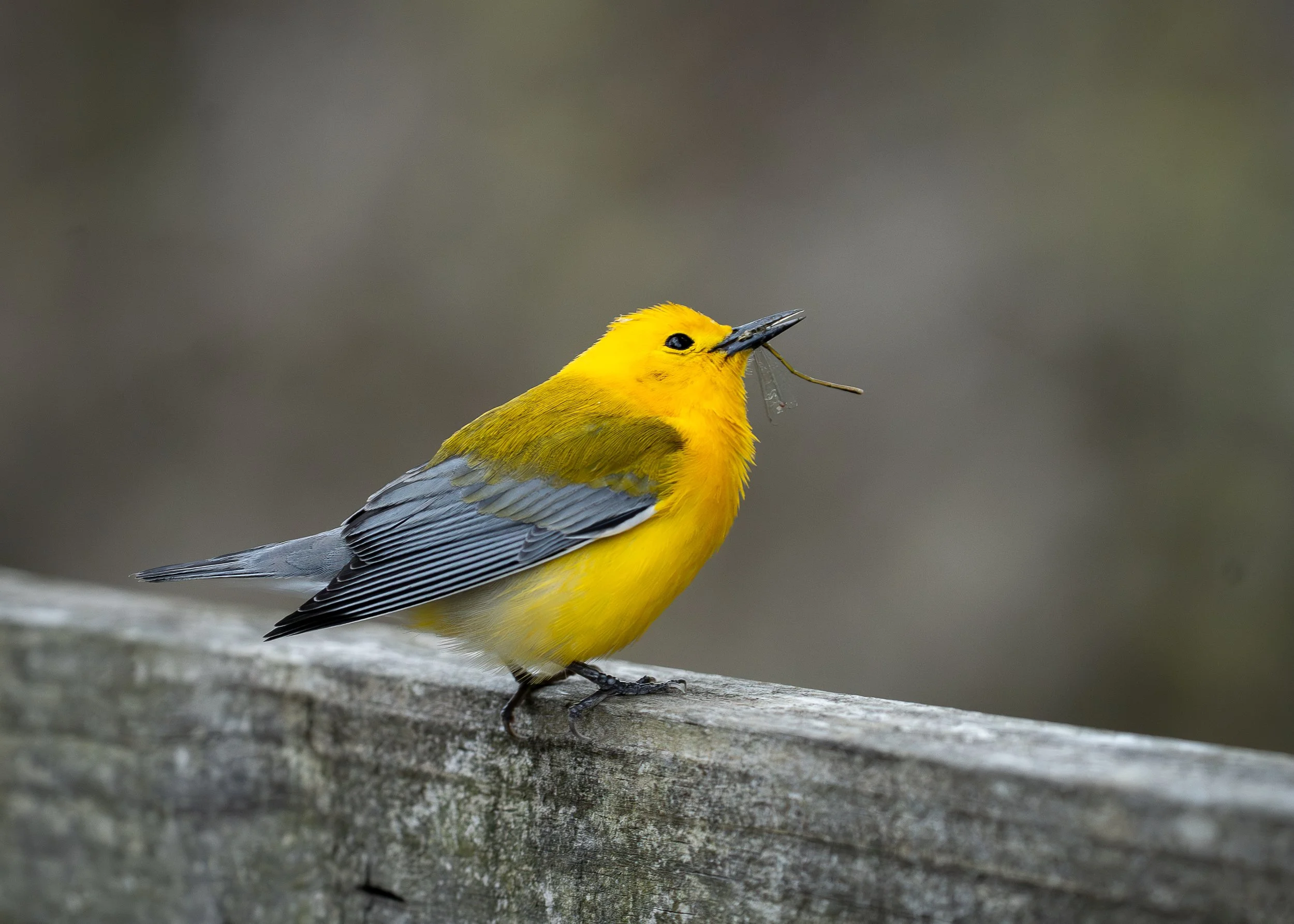 Prothonotary Warbler, Magee Marsh Ohio USA