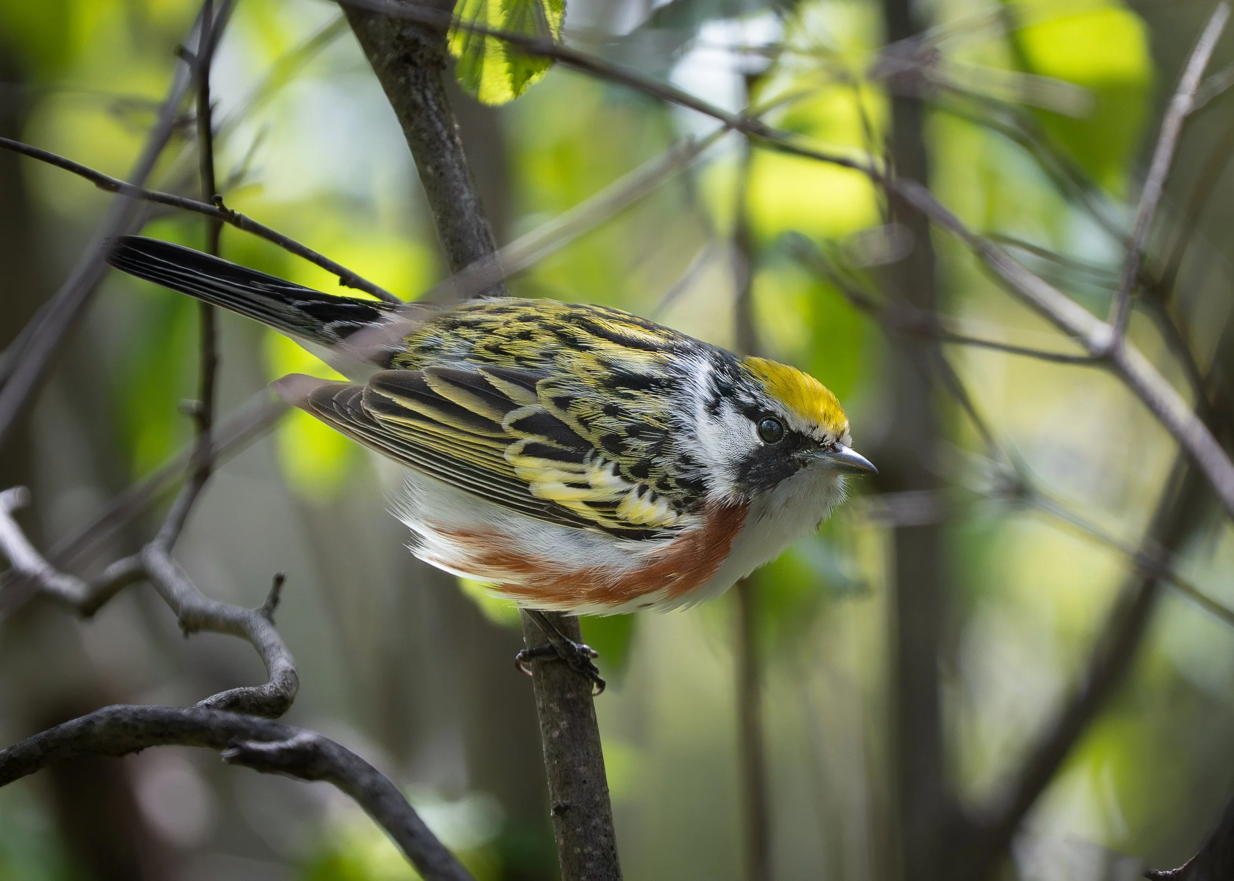 Chestnut-sided Warbler, Sax Zim Bog Minnesota USA