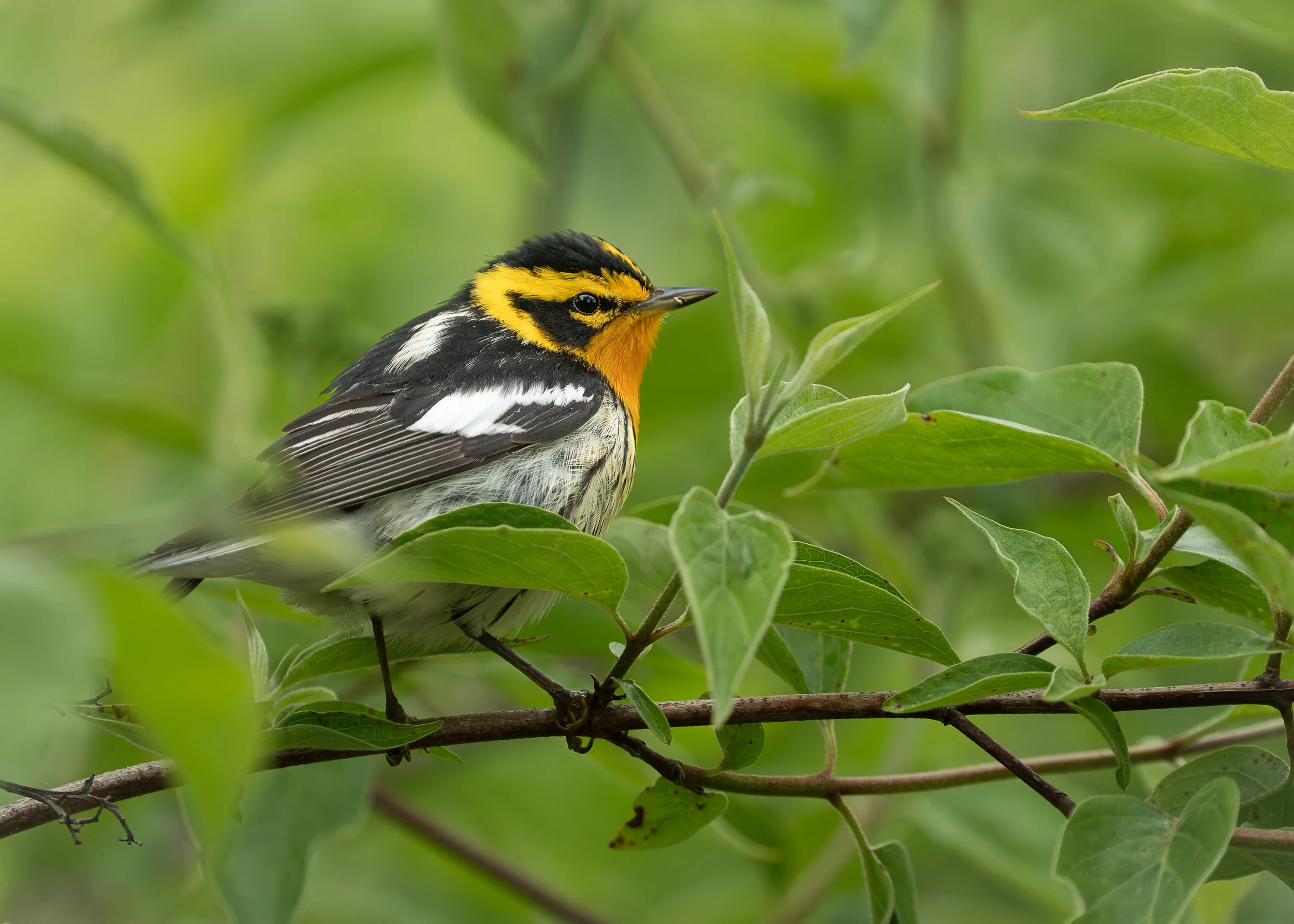 Blackburnian Warbler, Magee Marsh Ohio USA