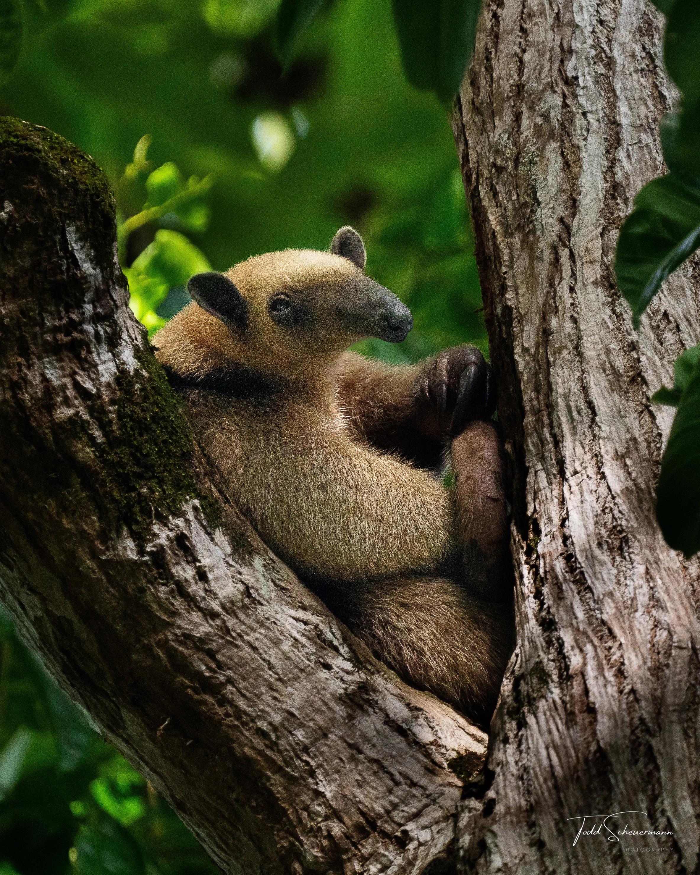 Tamandua (Lesser Anteater) Costa Rica