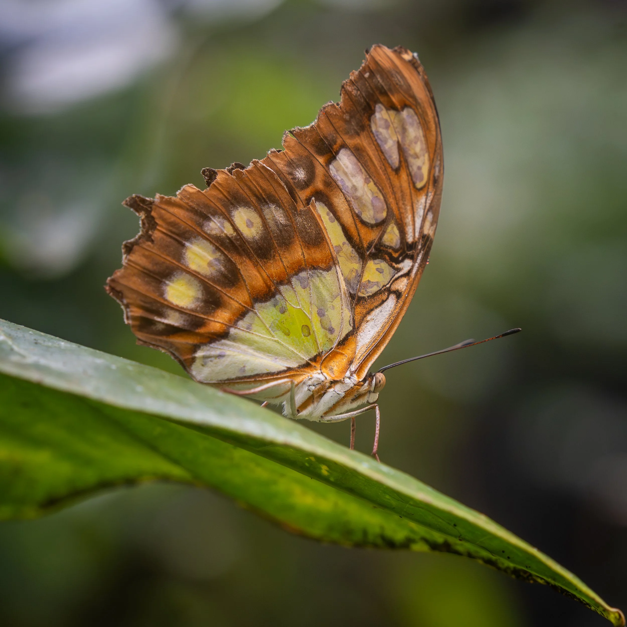 Malachite Butterfly, Belize