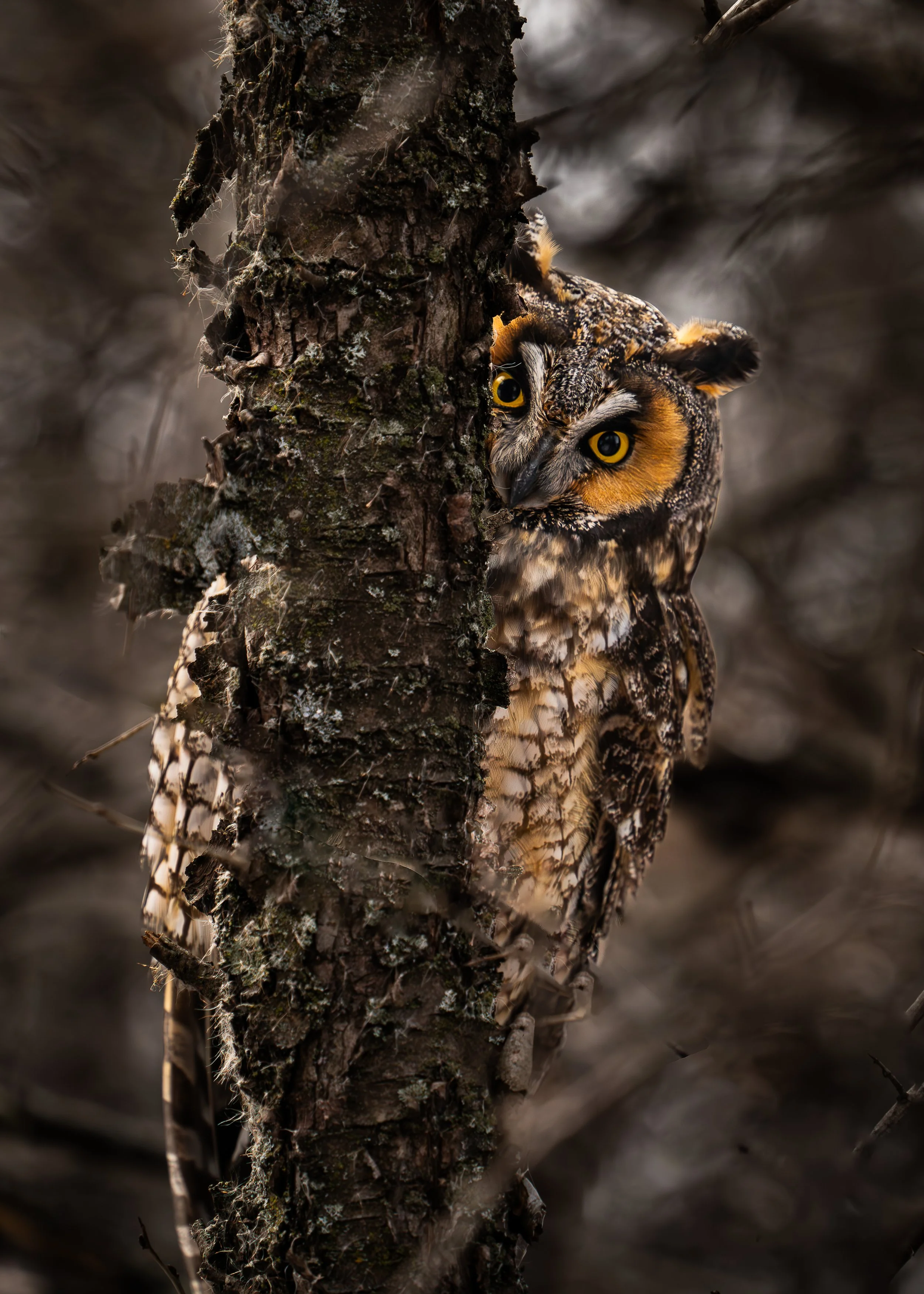 Long Eared Owl, Minnesota USA